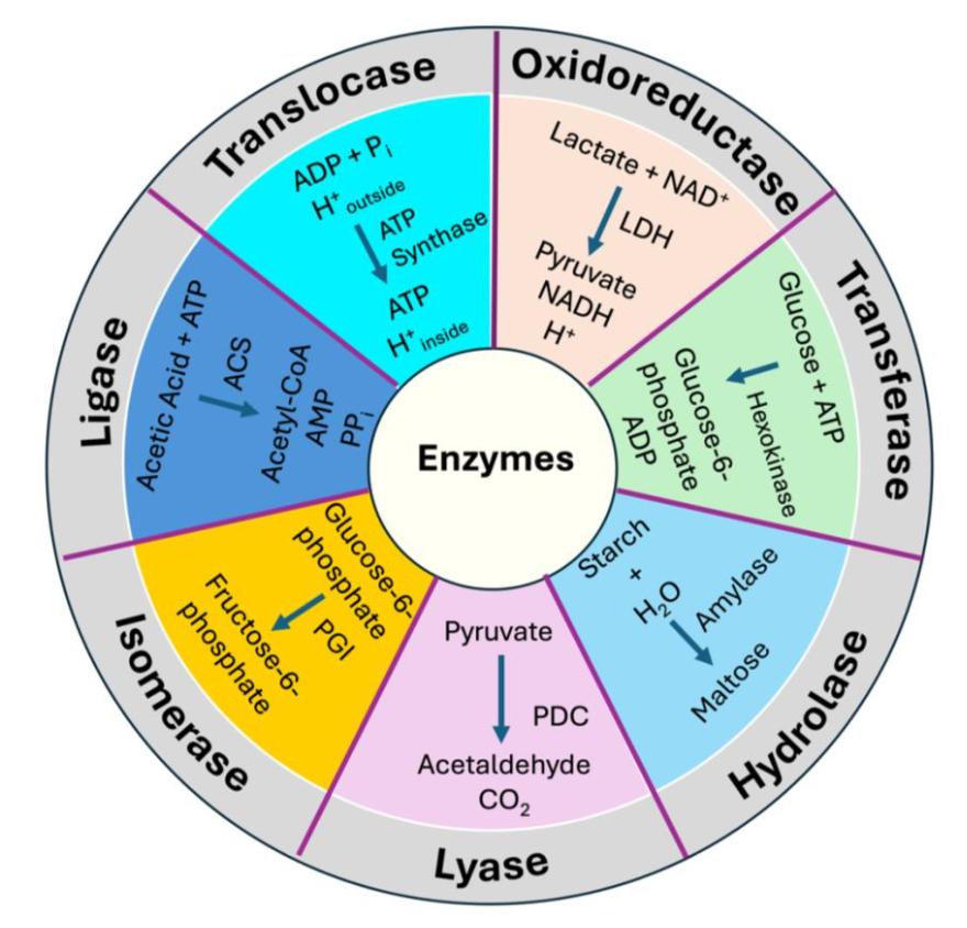 BiologyAIDaily's tweet photo. Computational Studies on the Functional and Structural Impact of Pathogenic Mutations in Enzymes

1. This study explores the crucial role of computational simulations in understanding the molecular effects of disease-causing mutations in enzymes, offering insights into enzyme structure, dynamics, and catalytic efficiency.

2. Using tools like molecular dynamics (MD) simulations, multiscale calculations, and machine learning, the study highlights how computational methods uncover mutations’ impact on enzyme stability, substrate binding, and active site interactions, which are often difficult to capture experimentally.

3. The paper emphasizes the predictive power of MD simulations, detailing specific enzymes affected by pathogenic mutations. Examples include oxidoreductases and transferases, where mutations lead to significant alterations in metabolic functions, underscoring the method’s potential for therapeutic strategies.

4. Oxidoreductases, involved in critical redox reactions, serve as a case study, showing how mutations disrupt electron transport and redox balance, directly linking computational results to observed deficiencies in drug metabolism and immune responses.

5. The role of advanced methods like QM/MM coupling is examined, particularly for enzymes where high accuracy at atomic levels is required, such as for active sites where mutations may alter cofactor binding and reaction energetics.

6. Machine learning advancements, such as RoseTTAFold and AlphaFold, are highlighted as transformative tools for protein structure prediction, enabling the modeling of large mutation datasets and helping researchers predict unknown mutations’ effects on enzyme structure and function.

7. The integration of predictive models and bioinformatics, like Hypothesis Driven-SNP-Search, allows for large-scale screening of mutations, enhancing the efficiency of discovering disease-associated mutations and guiding drug discovery efforts.

8. The paper concludes that computational studies, especially in tandem with experimental validation, provide a cost-effective and detailed approach to studying enzyme mutations, fostering developments in personalized medicine and enzyme design for synthetic biology applications.

@Tanay8690 @YazdanMaghsoud @arkanil_roy @UpekshaD1
📜Paper: https://t.co/zGqFes0RTw

#ComputationalBiology #EnzymeMutations #Bioinformatics #MolecularDynamics #ProteinEngineering #DrugDiscovery #MachineLearning