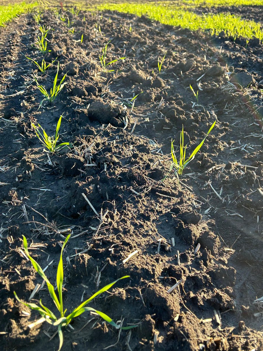 Behold our 4th edition of the Single Plant Nursery. It’s better every year! 📸: Luis Eduardo Gerhke #wheat