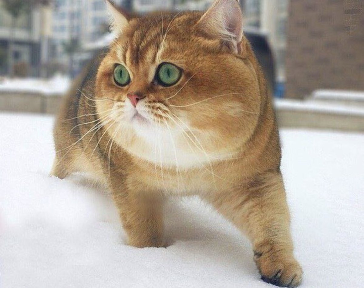 ancoo0815's tweet image. 後ろ姿が犬みたいな
ロシアの猫さん