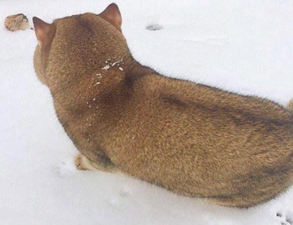 ancoo0815's tweet image. 後ろ姿が犬みたいな
ロシアの猫さん