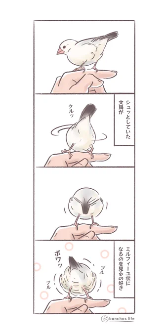 文鳥がモサッと羽を膨らませたときミルフィーユ状になるの好き
#文鳥 
#4コマ漫画

※2025文鳥カレンダー予約販売中!
SUZURIグッズも追加しました!
ハイライトから見てね✨ 