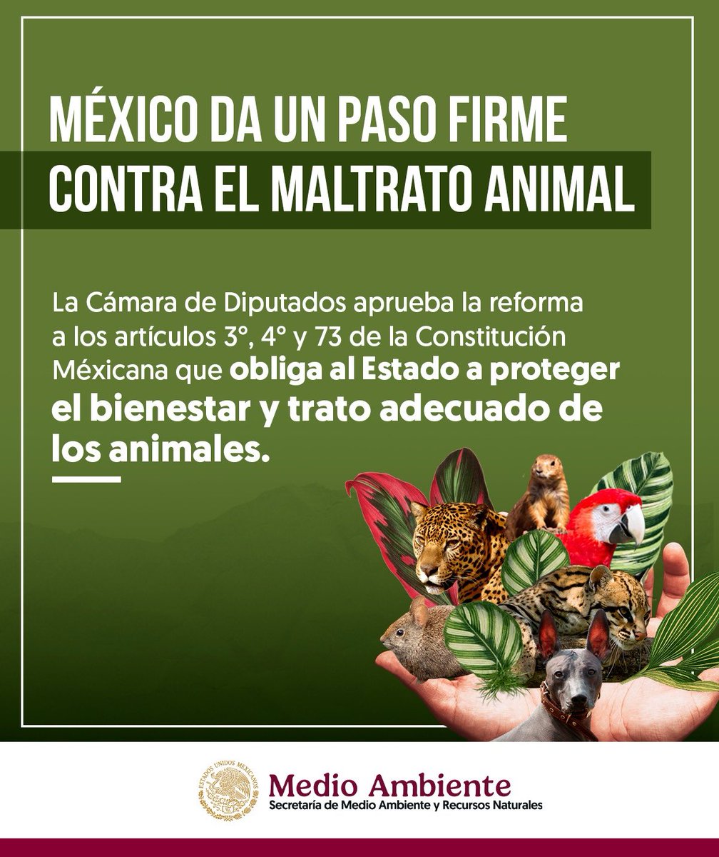aliciabarcena's tweet photo. Celebro la reforma constitucional que garantiza el bienestar y trato digno de todas las especies en #Mexico
Este paso muestra nuestro compromiso con la vida animal, el respeto y la responsabilidad hacia nuestro entorno. Juntos, construimos un futuro más justo para todos. https://t.co/Ju1VOIdag0