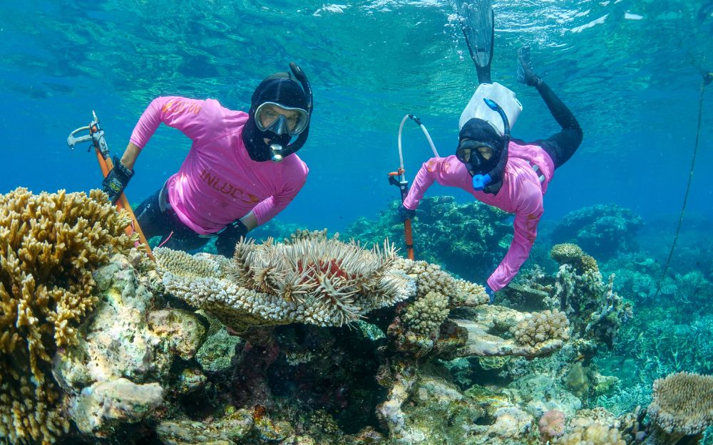 The Crown-of-thorns Starfish Control Program is set for another three years, with the Reef Authority welcoming new operators to deliver this world-leading Reef management program. Read more: bit.ly/4fKzwwW