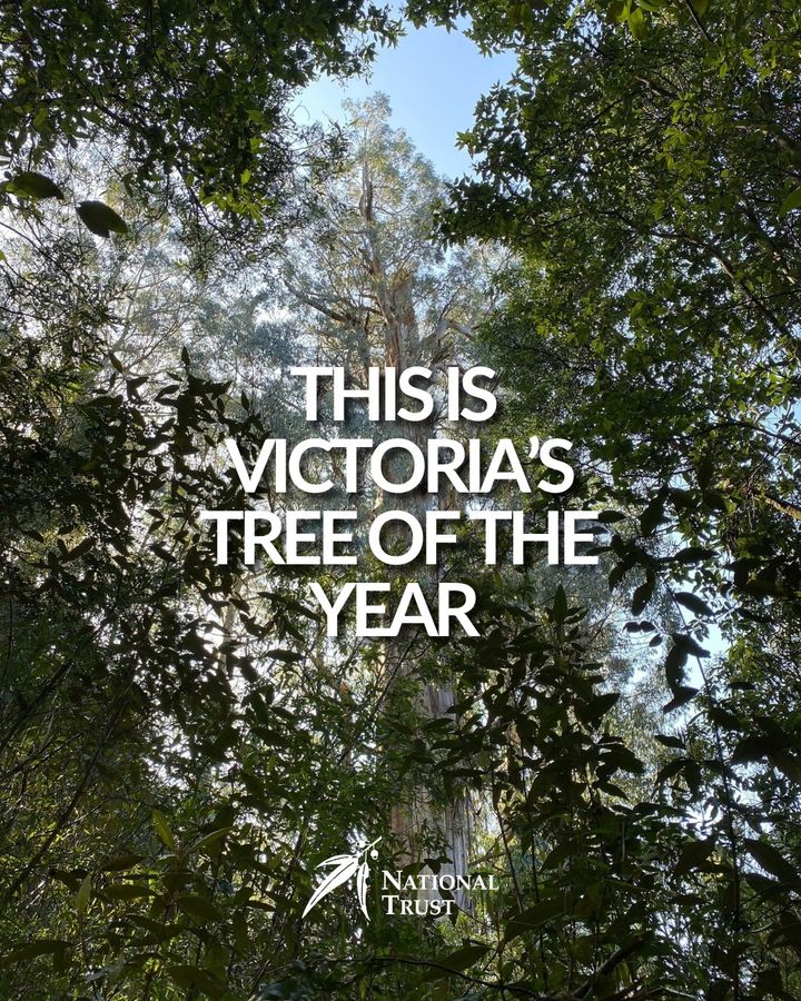 National Trust of Australia (Victoria) tweet media