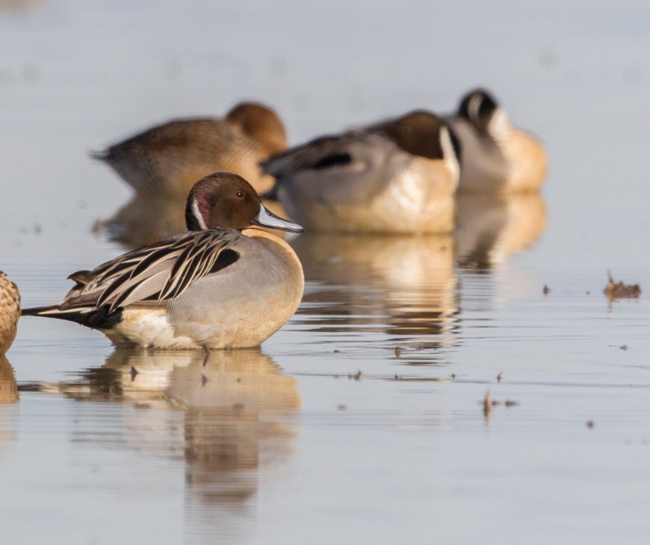 Each winter ~300k acres of flooded rice fields in the Sac Valley provide a staggering 200 mil lbs of food for millions of waterfowl &amp; shorebirds. By reactivating floodplains, we ensure our feathered friends have the resources they need during migration!
norcalwater.org/floodplain-for…