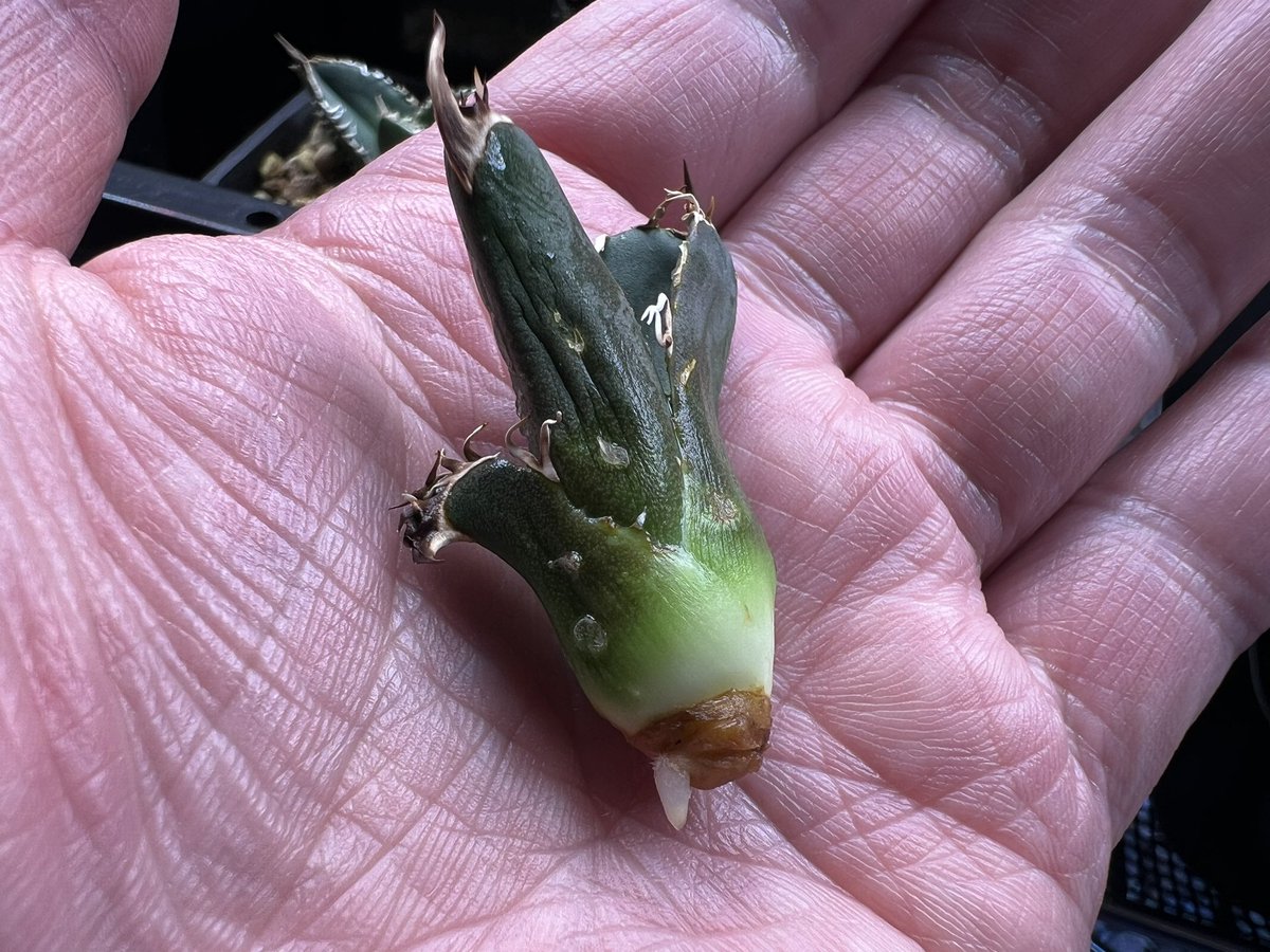 お纏め　ご確認用　アメトルム錦　未発根 多肉植物】 『アメトルム』 グラプトベリア属 いとうぐりーん