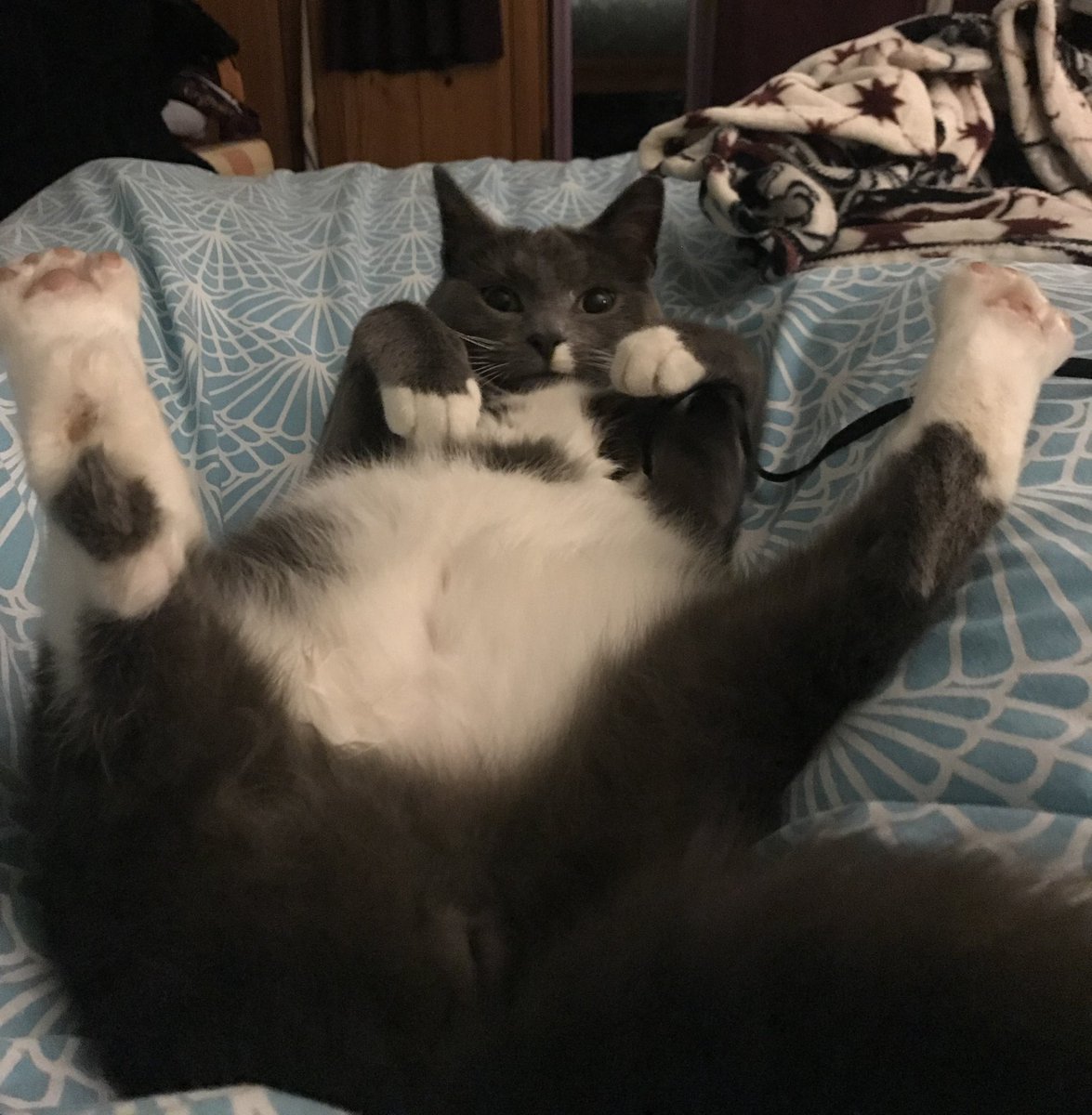 Jennybean333's tweet photo. I had to have my beautiful cat put to sleep tonight and I’m heartbroken. I don’t know why I’m posting this to my 5 followers but he was a beautiful boy called Pablo and he was loved so much. The most handsome cat that ever lived. I hope you heard us poppet we love you xoxoxoxox https://t.co/qUcgRs5jba