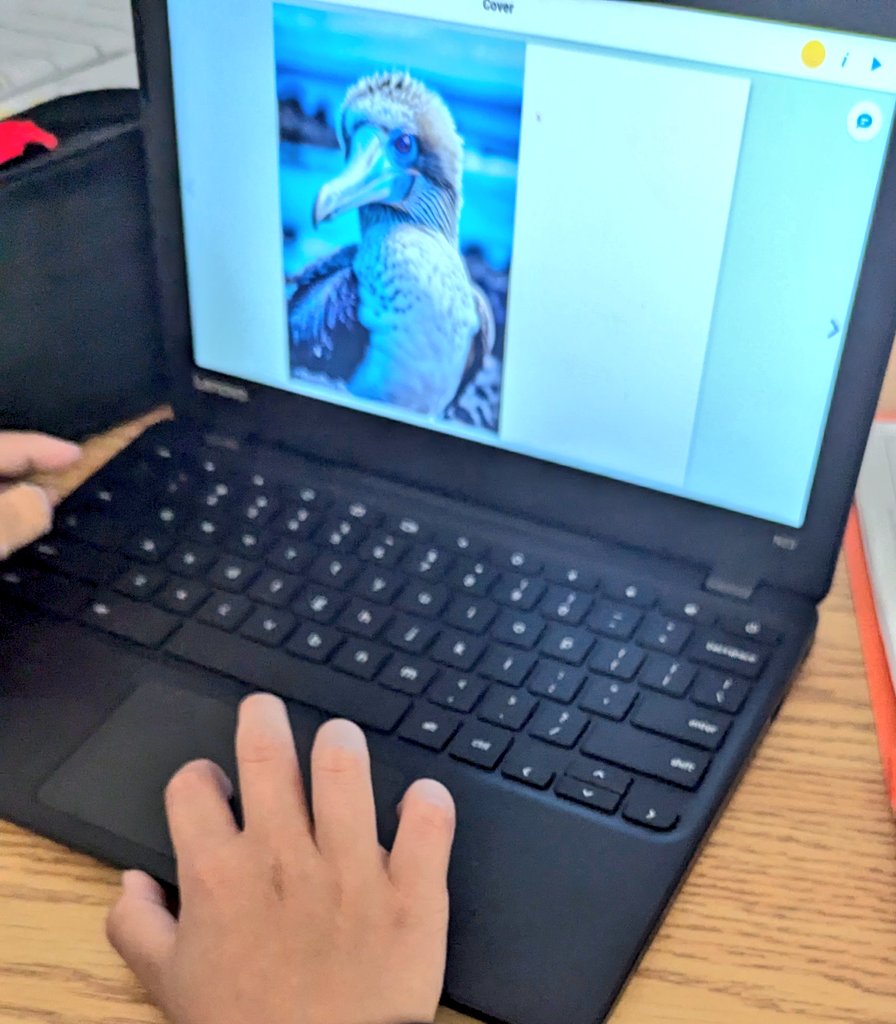 MrsMorgado1's tweet image. After researching their Galapagos species students are now creating a non-fiction book using @BookCreatorApp where we will use our learning of non-fiction text features such as index, captions, diagrams in literacy! #dpcdsb #dpcdsb #MIEE