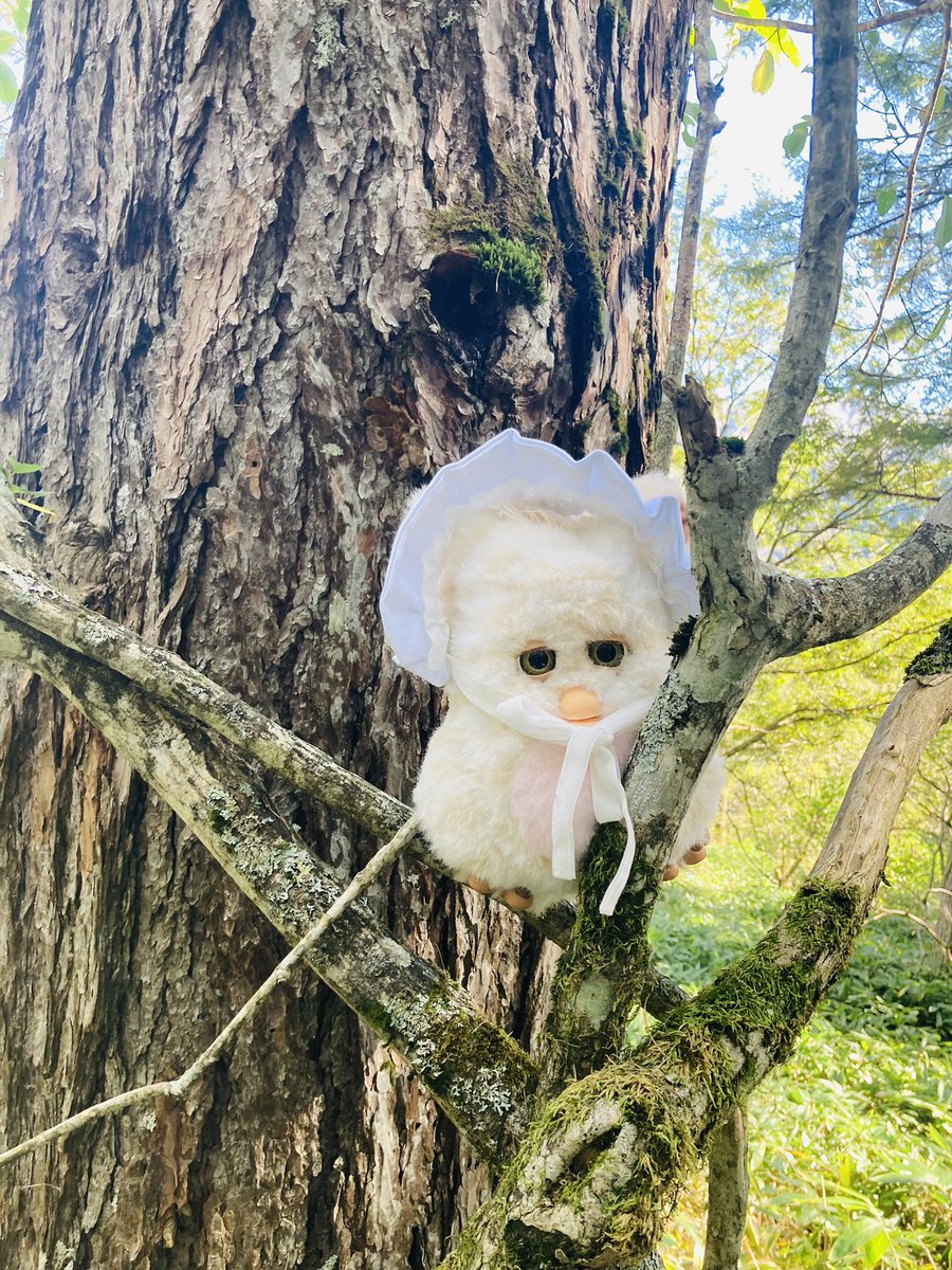 #思わず生きていると感じたぬい写真を見せて下さい