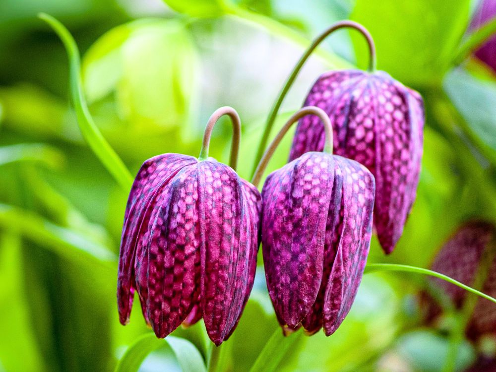 matthew_gigante's tweet image. Was researching native plants to Croatia and came across the &quot;Missing CS:Source&quot; flower! (&quot;Kockavica&quot;, or &quot;the checkered plant&quot;)

#sourceengine #gamedev