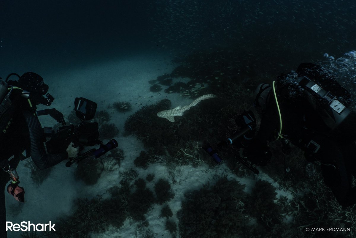 OUR 2️⃣0️⃣TH SHARK HAS BEEN RELEASED

Just hours after saying goodbye to Lydia, our team released Claudio into the waters of Misool. With this release, he marks our 20th shark released as part of the StAR Project Indonesia. Stay safe, Claudio!