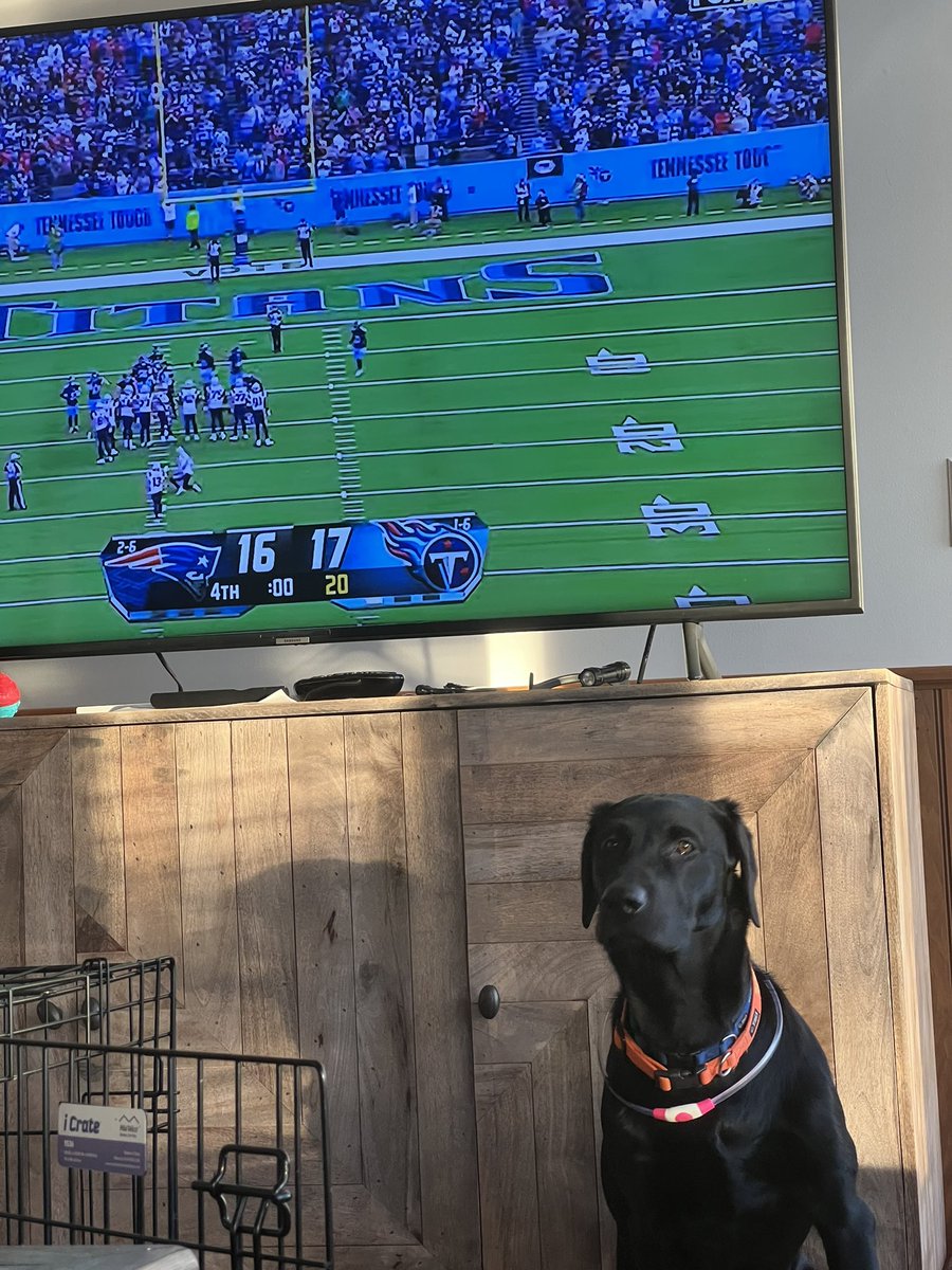 Even the dogs were surprised