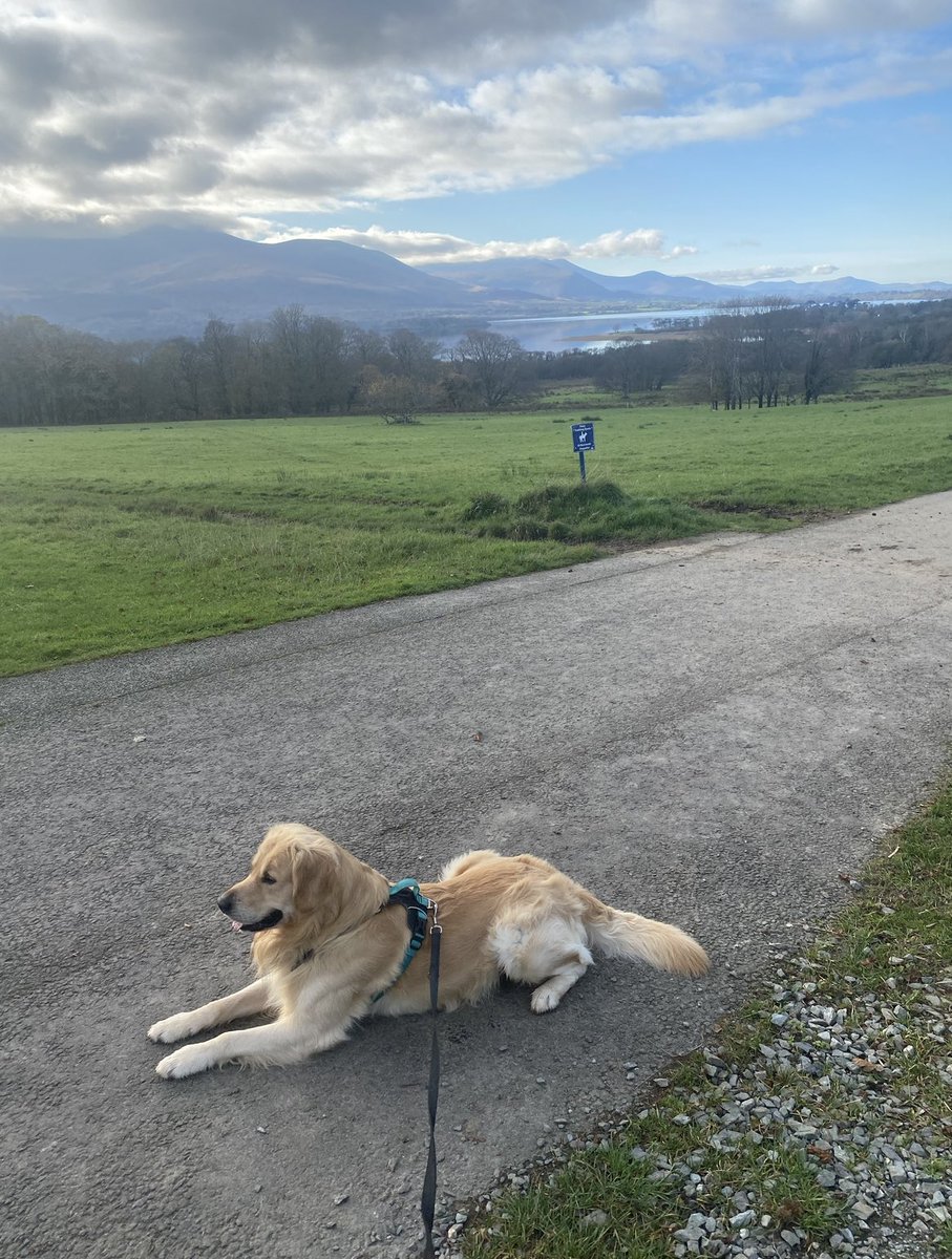 So you mean to tell me that when they say “walkies” it means I actually have to walk and I can’t just sit and admire the view? After all, they have only two legs to move and I have four <a href="/dog_rates/">WeRateDogs</a> <a href="/dog_feelings/">Thoughts of Dog</a> <a href="/CuteGoldens/">Golden Retrievers</a> <a href="/GoldenGeorgeous/">Gorgeous George</a>