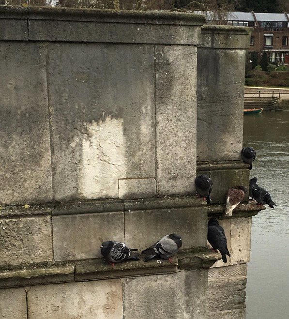 a_london_pigeon's tweet photo. 📷 Skylark @SkylarkArtist #February2016
'Meet on the ledge
We're gonna meet on the ledge’ .. ♫ ♪
#Richmond_Bridge #London https://t.co/TmzYm7B9tt