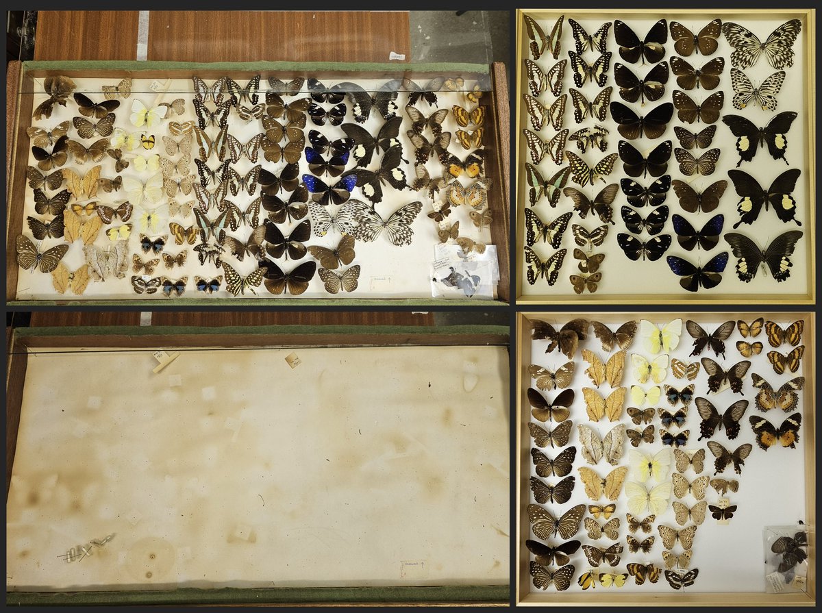 AshleyScopes's tweet image. More Entomology saved from the unsuitable drawers.
#Entomology #butterflies