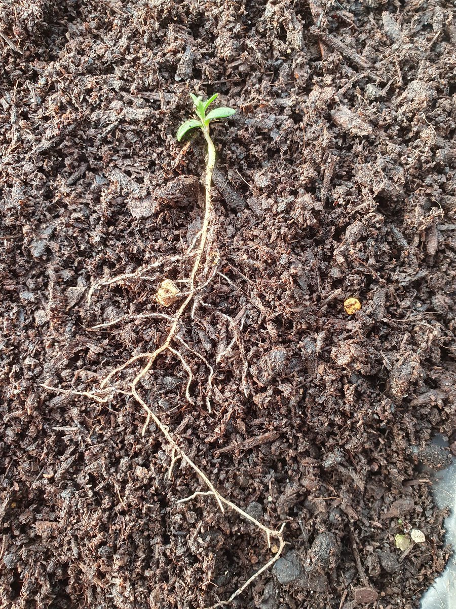 carlinethis's tweet photo. Pricking out some seedlings of Dyer's Greenweed @NosterfieldLNR habitat creation nursery today. These are grown from seed collected from 2 small  clumps on the Central Henge at Thornborough. Impressive roots on such small seedlings. @joshual951 @BSBIbotany https://t.co/lQ9iZqOPzb