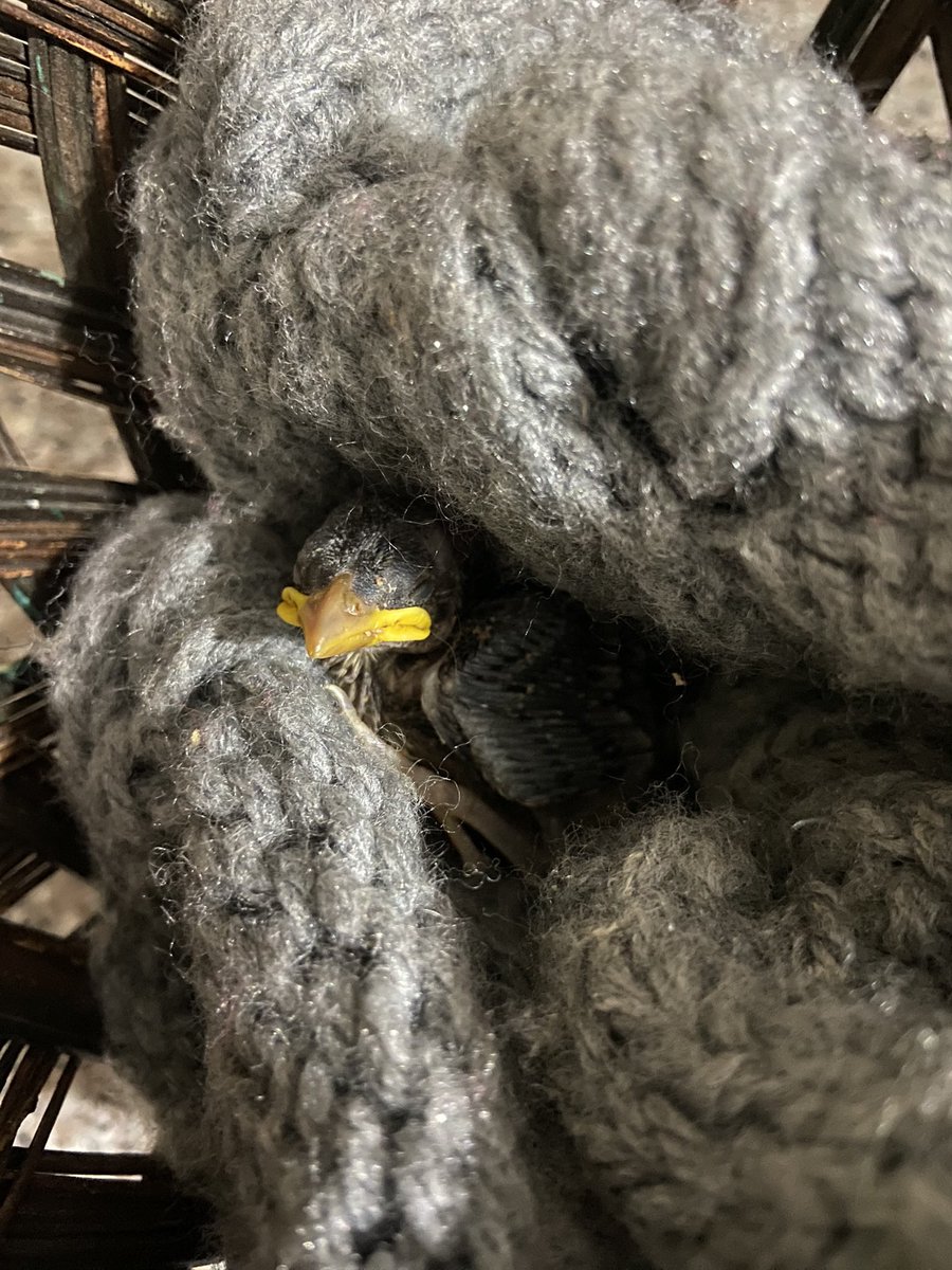 Hasta siempre India , fueron pocos pero lindos y memorables días 😭❤️