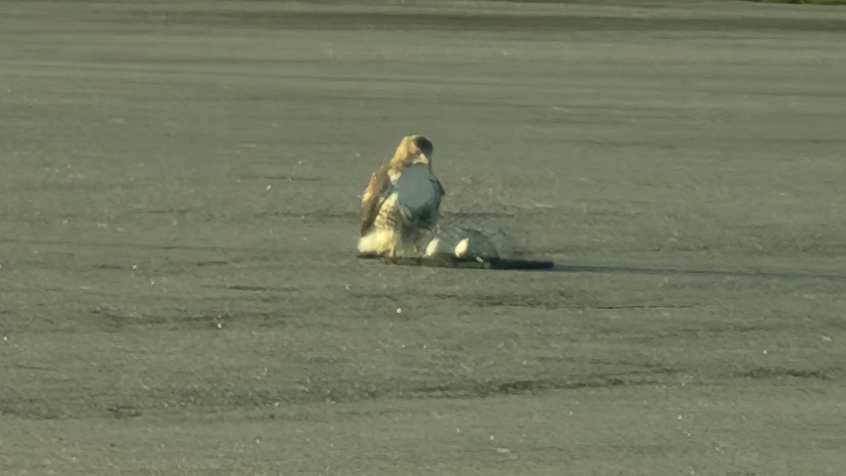 Tis the season....
This bird was at bf's work, and didn't commit but may have had a crop. We have your number bird, we know where you live. Just gotta get that trap under it when it's hungry!