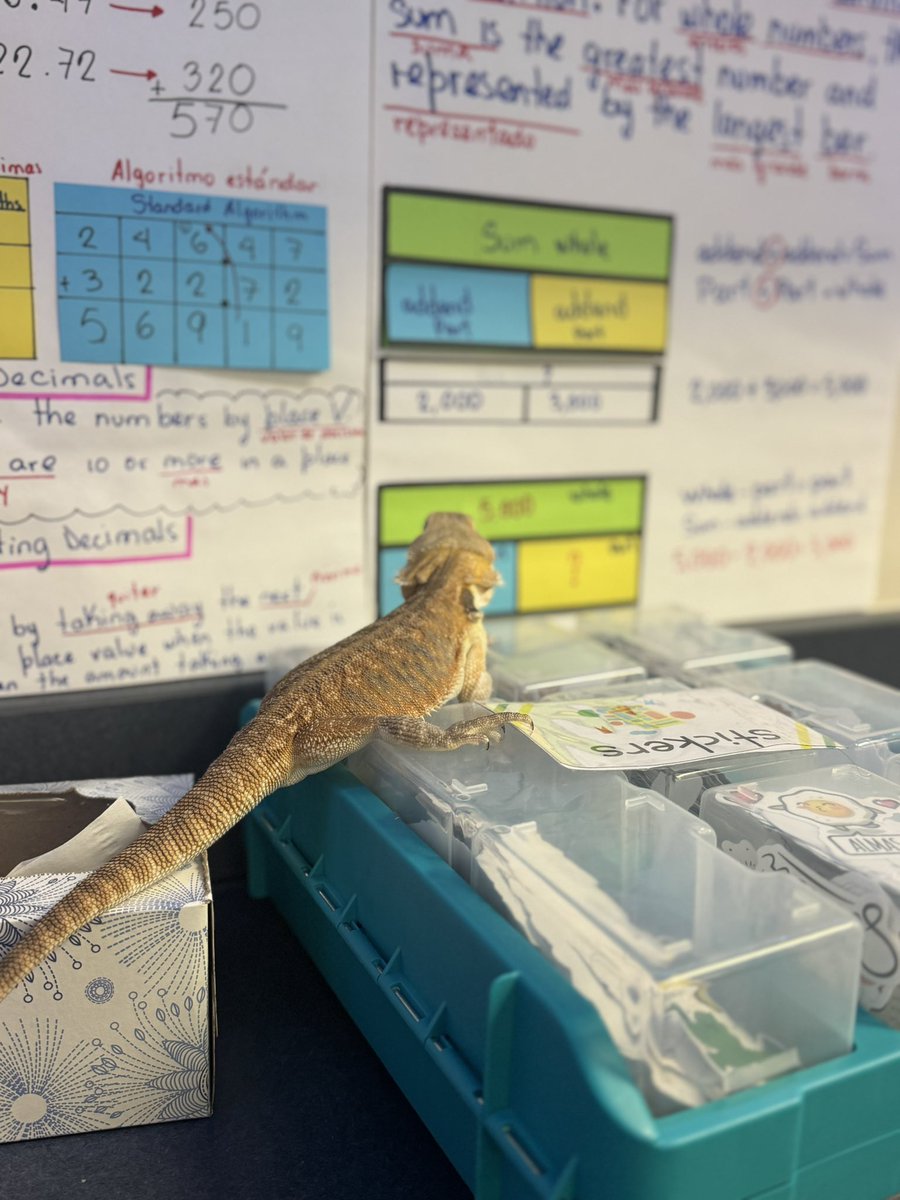 Not every day you see a bearded dragon learning how to add decimals and strip diagrams 😂 #KobeTheGreat 🐉 #McNabbEs