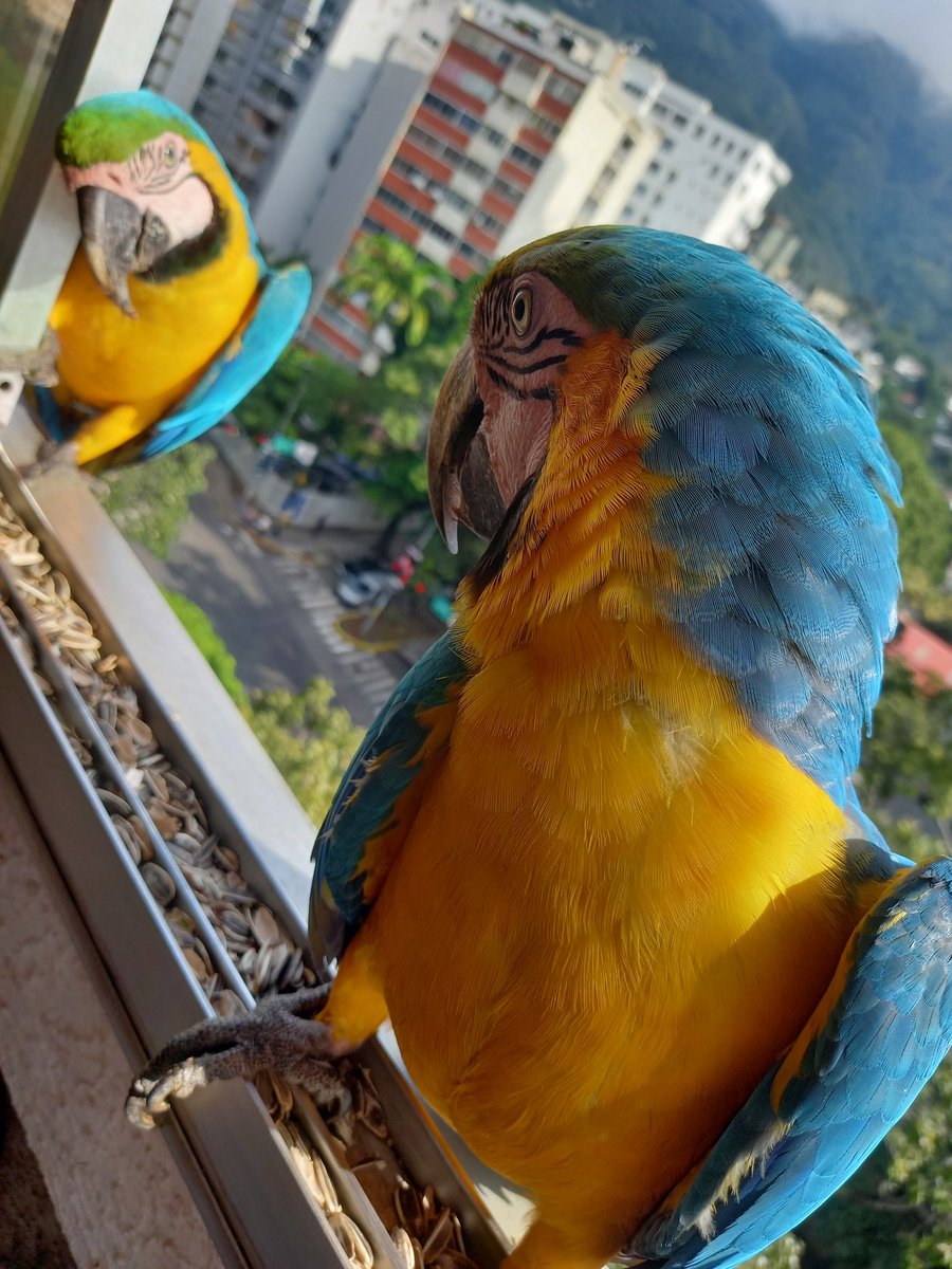 karelisjvc's tweet photo. 🪶Seguían los aterrizajes matutinos...
🦜Morochita y Toy
🪶Esta parejita disfrutó de sus coquitos 🌴🥥 a falta de maní, deliciosos son los coquitos (para algunos) 🤣😏
4/8 ⤵️
📽📸 #guacamaya #macaw #funny #adorable #parrot #city #mywindow #style #loveit #freebirds #photos https://t.co/YucKlFygaH