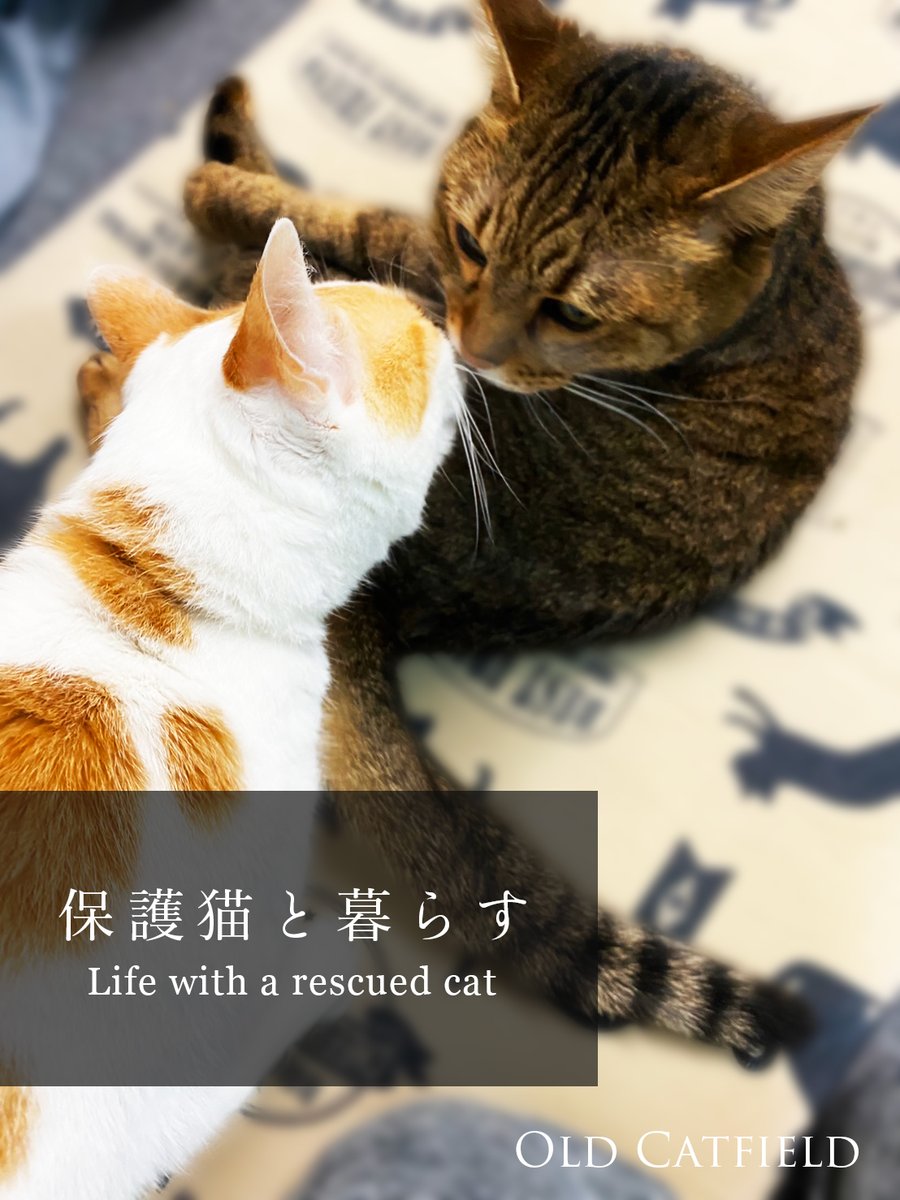 Old Catfield tweet media