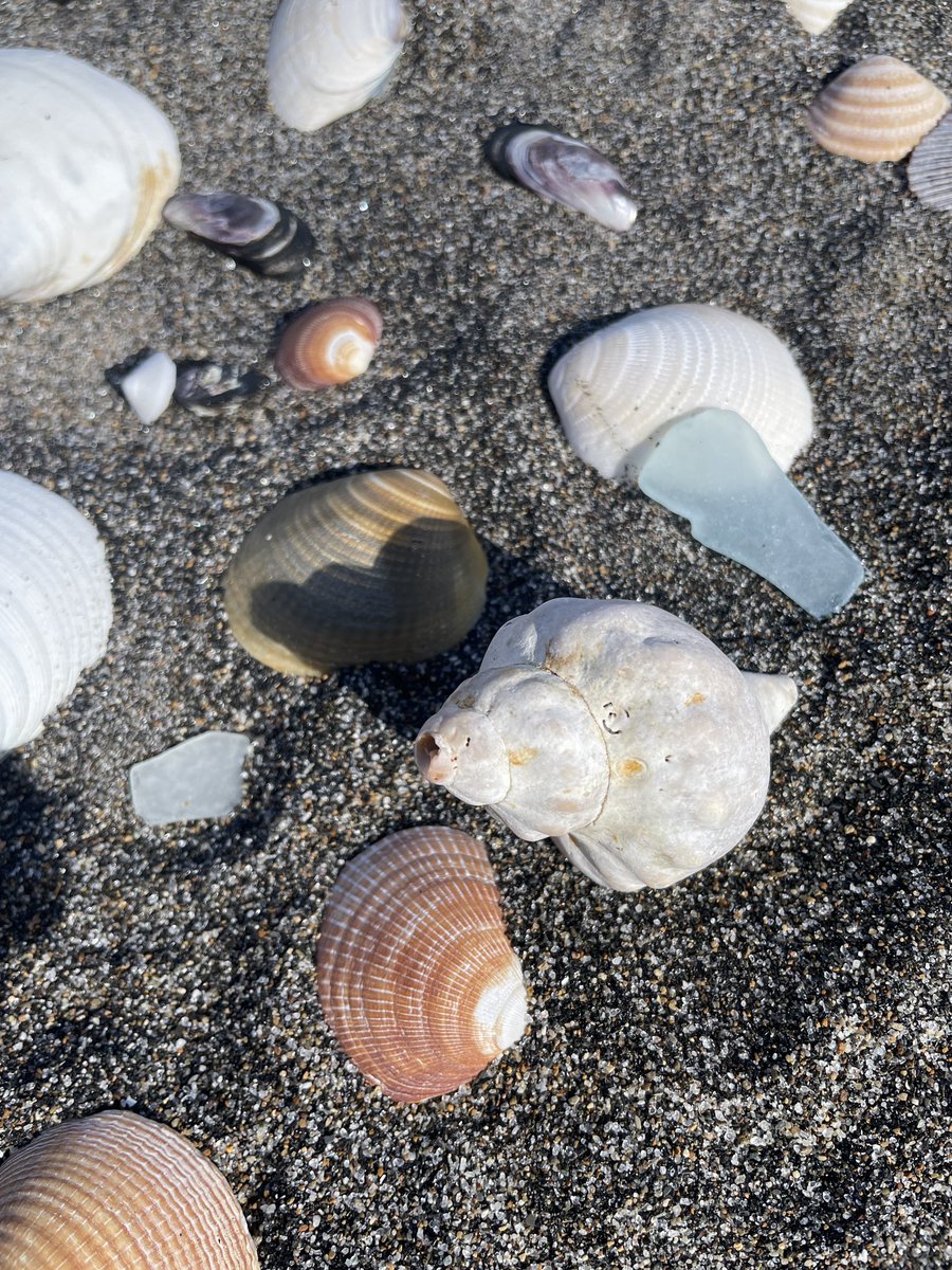 uk_i035's tweet photo. 娘と貝殻拾いしてた時に見つけた貝殻🐚
.
こっち見て笑ってたんですよね。 https://t.co/4WFooYXWWD