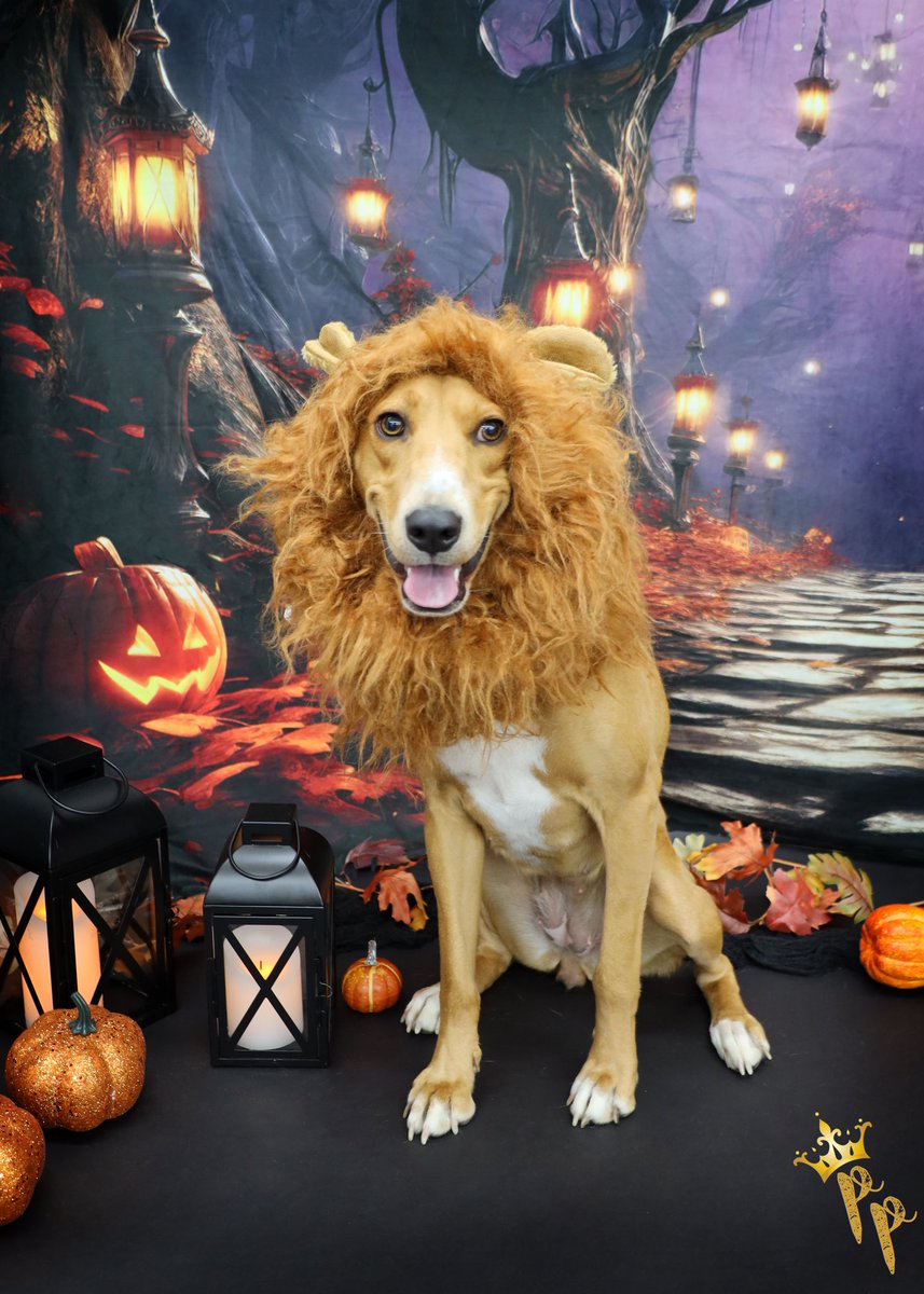 Until then, here’s a picture of my dog dressed as a lion.