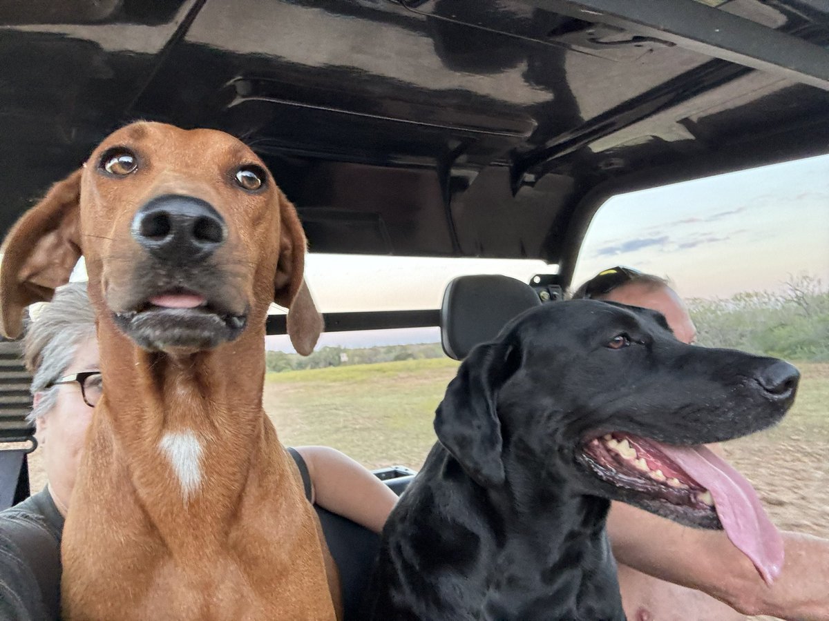 ktondre's tweet photo. Apparently we need ”protection” to go get the Amazon package from the front.  It’s a group effort in a 2 Seater  🙄

Rosie’s on Patrol https://t.co/1ALaIbpk2c