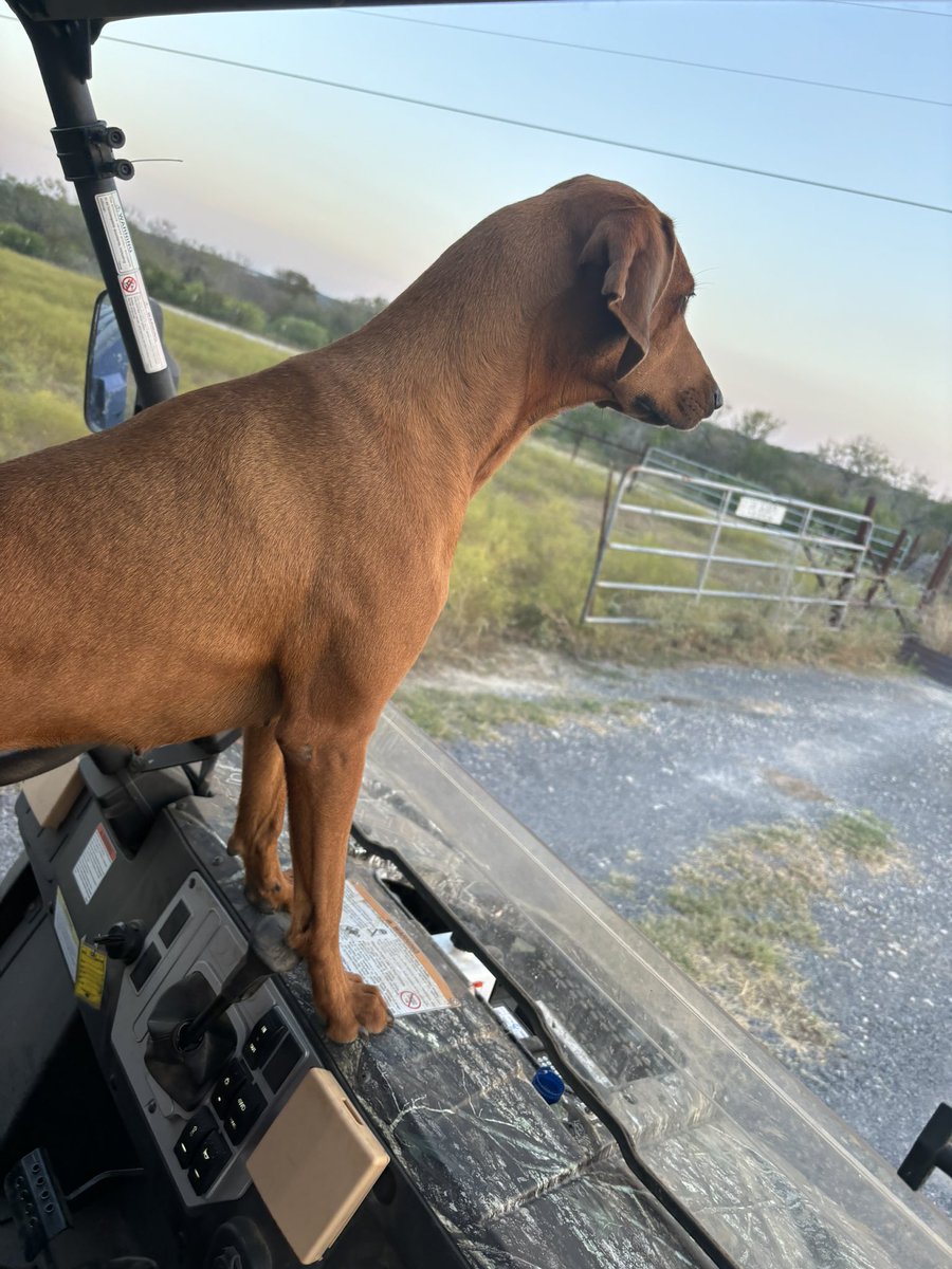 ktondre's tweet photo. Apparently we need ”protection” to go get the Amazon package from the front.  It’s a group effort in a 2 Seater  🙄

Rosie’s on Patrol https://t.co/1ALaIbpk2c