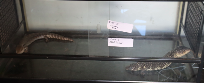 AUSTRALIA | Woman fined $20,000 for four offences of keeping native wildlife incl. Northern blue-tongued lizard, Woma python, Carpet python, Shingleback lizard; 
desi.qld.gov.au/our-department…