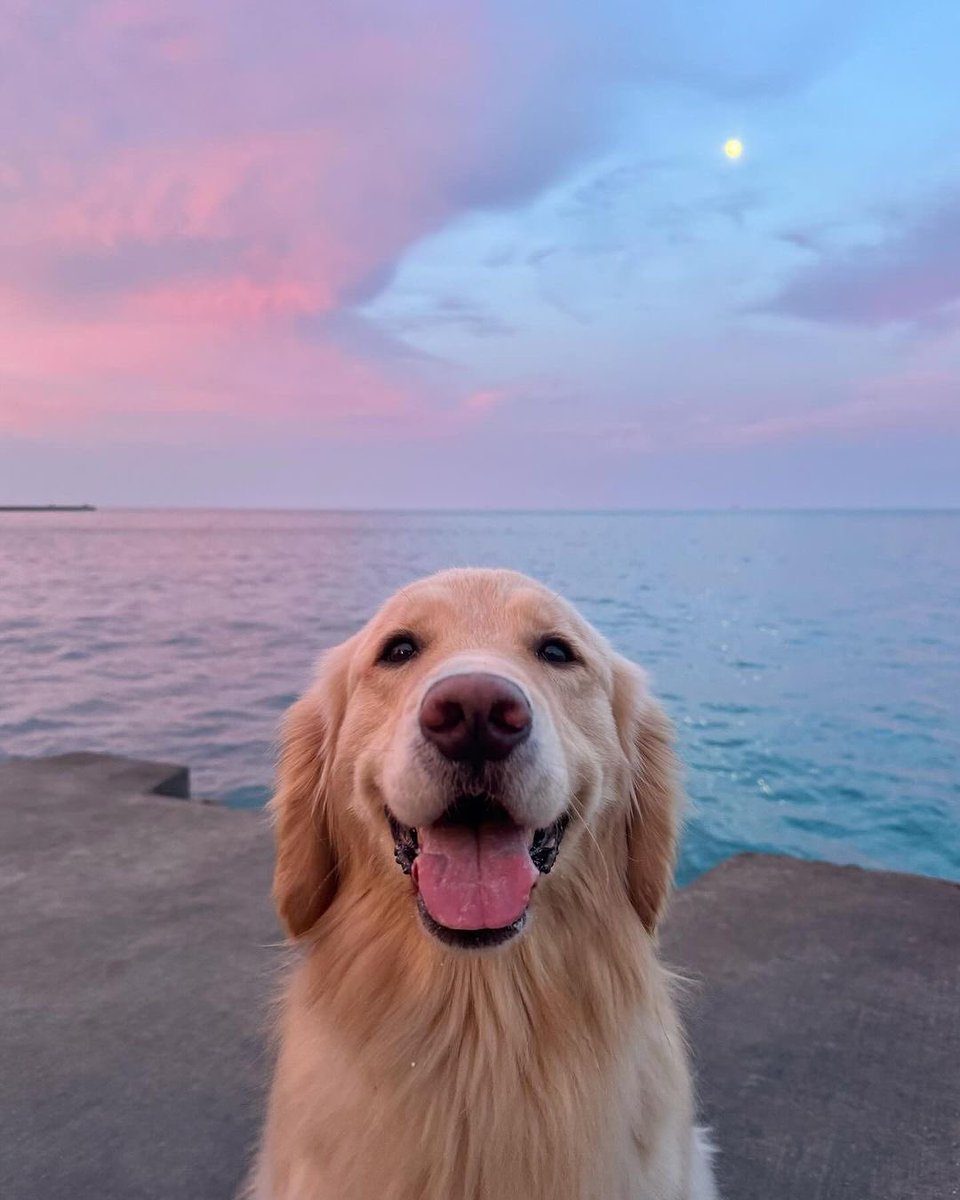 This is Maggie. She loves sunsets. Can't think of a better reward for making it through another day. 13/10