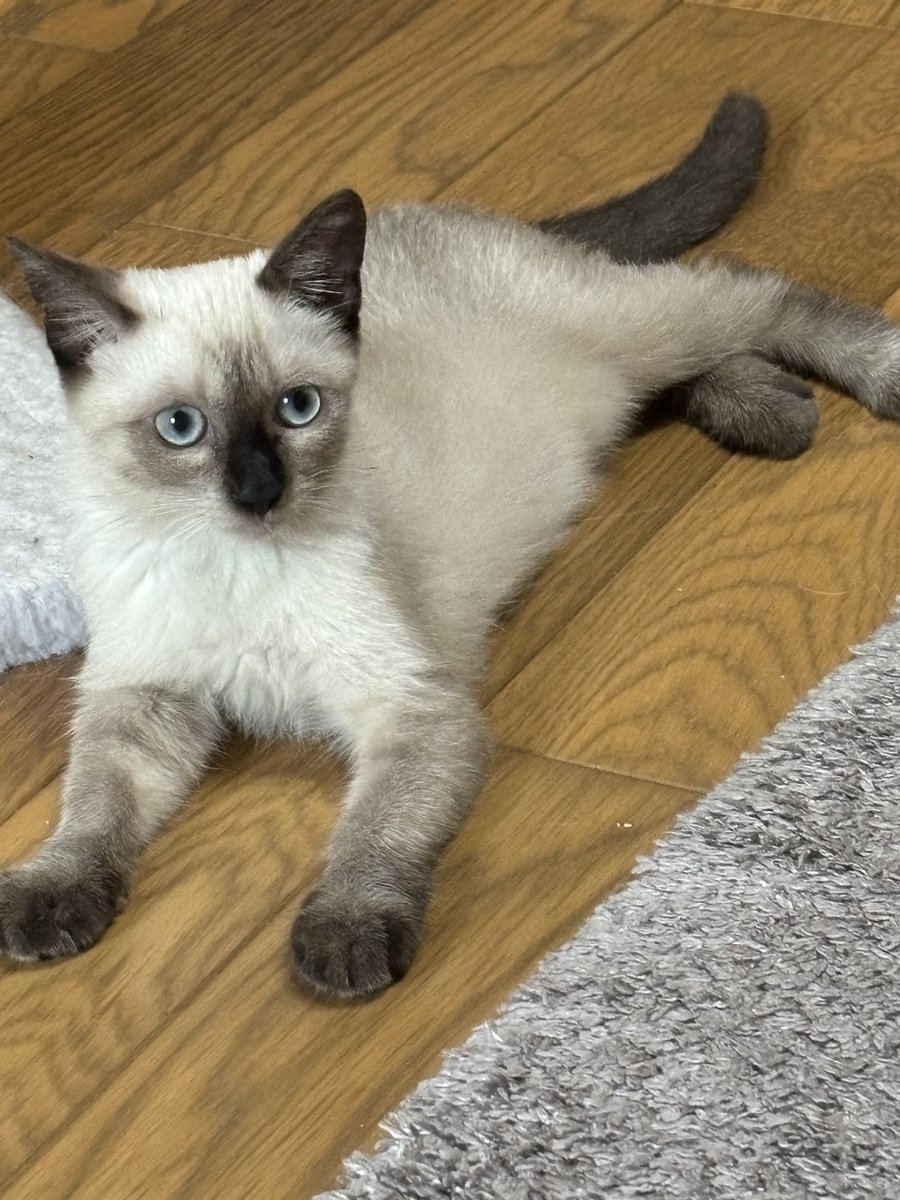 保護時1人だけやたらコゲてたから　おこげという名前にしたのに、だんだん明るい色味になつてきだんだけど