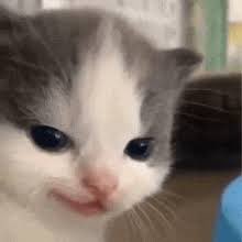 $hehe this is the way #memecoin