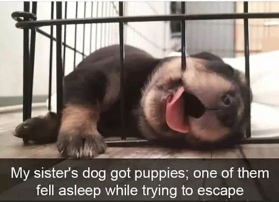 WholesomeMemes tweet media