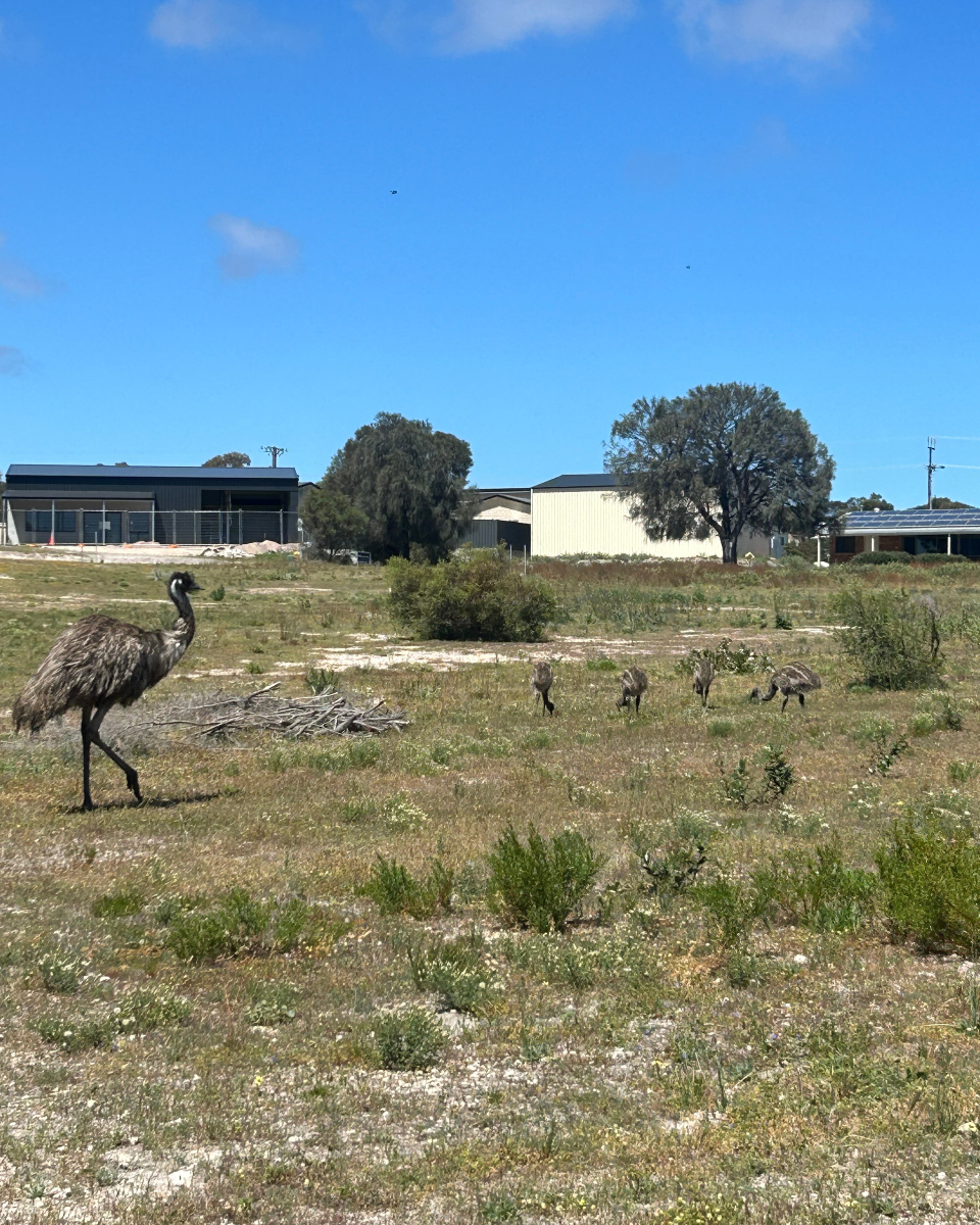 KidsafeSA's tweet photo. Our PLAY team has been busy conducting playground inspections all over South Australia 🛝📋✅

Check out these amazing photos from a recent trip to the stunning Eyre Peninsula! 🙌 

Learn more about our PLAY team: https://t.co/2opjTf0Hpc https://t.co/F91dbXBWGZ