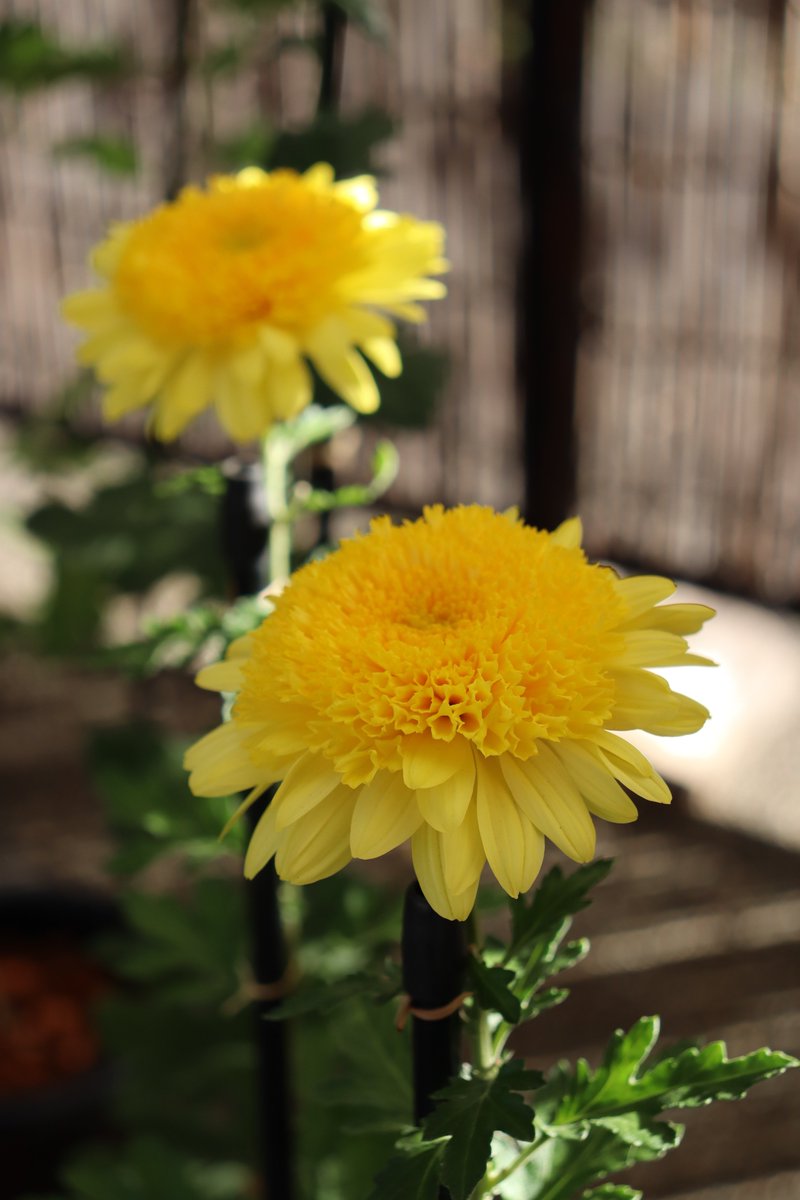 菊花大会」を開催中（～11/17）。ぜひお楽しみください。 Enjoy