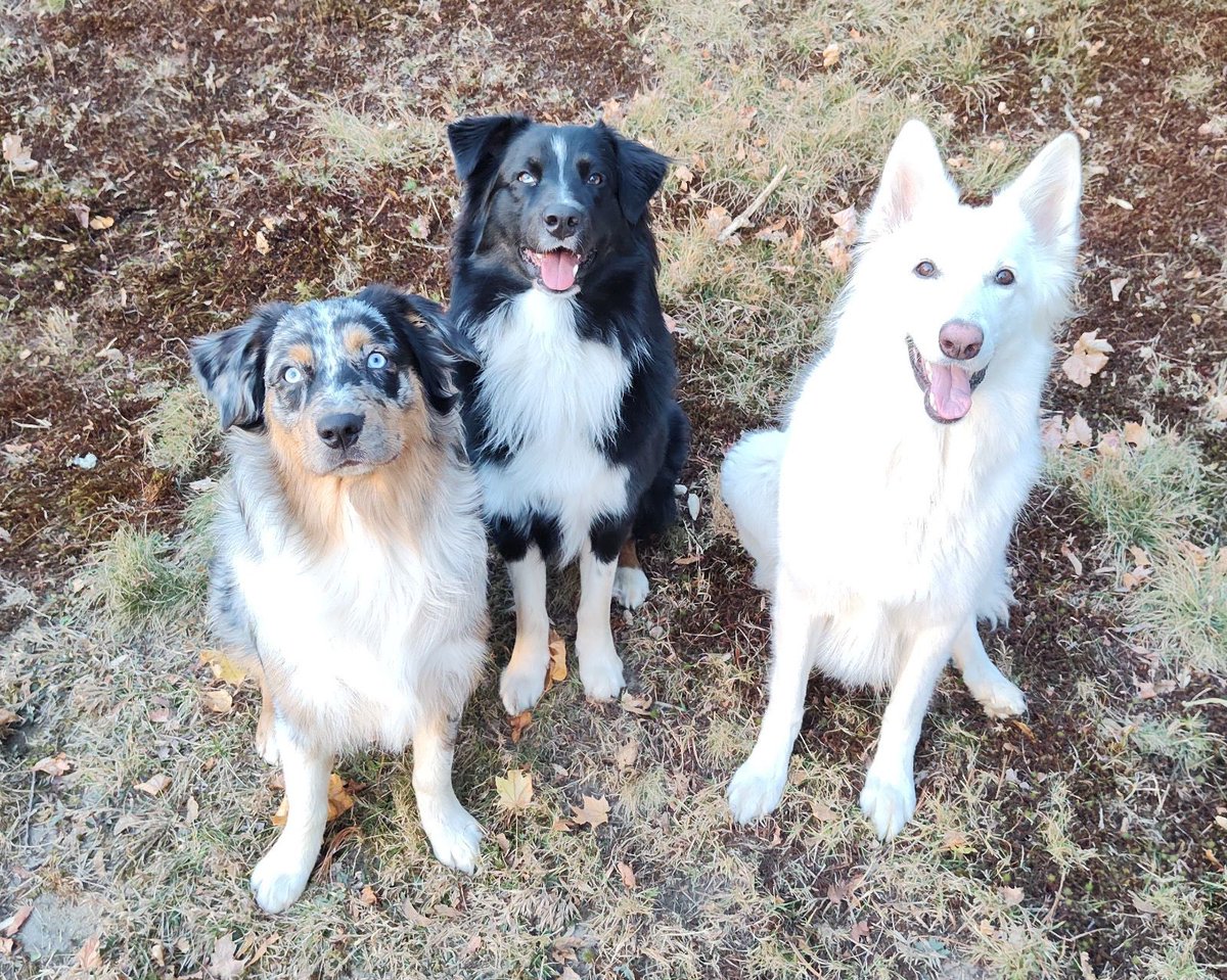“We have three dogs; one of each.”