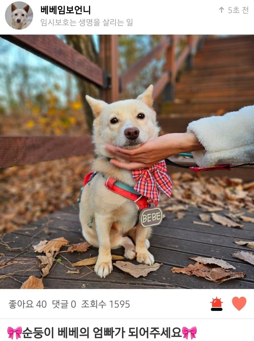 소망이 입양하고 싶었지만 놓치셨던분들
베베는 어떠세요
오랜 임보로 이미 집생활이 익숙한 순둥이
저기요… “얌전한 강아지를 좋아하시는 분”에게 추천이래요
이봐요… 이런강아지가흔한줄알아요??!!?!
pawinhand.kr/link/linker.ht…