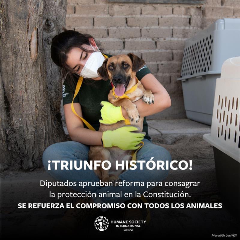 humaneworldmx's tweet image. ¡Un triunfo histórico para los animales! @Mx_Diputados aprobó una reforma que eleva la protección animal al máximo marco legal del país, reforzando el compromiso de México para salvaguardar a todos los animales en contra de la crueldad y el maltrato. 👏🏽👏🏽👏🏽👏🏽