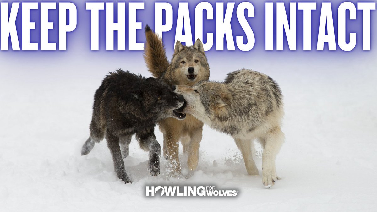 Howling4Wolves's tweet image. While MN&apos;s wolf population may be considered stable (WITHOUT A WOLF HUNT), pack sizes indicate that the population is not necessarily healthy, leaving wolves at long-term risk of extinction. Take action at HowlingForWolves.Org  &amp;amp; tell your lawmakers to #KeepThePacksIntact!