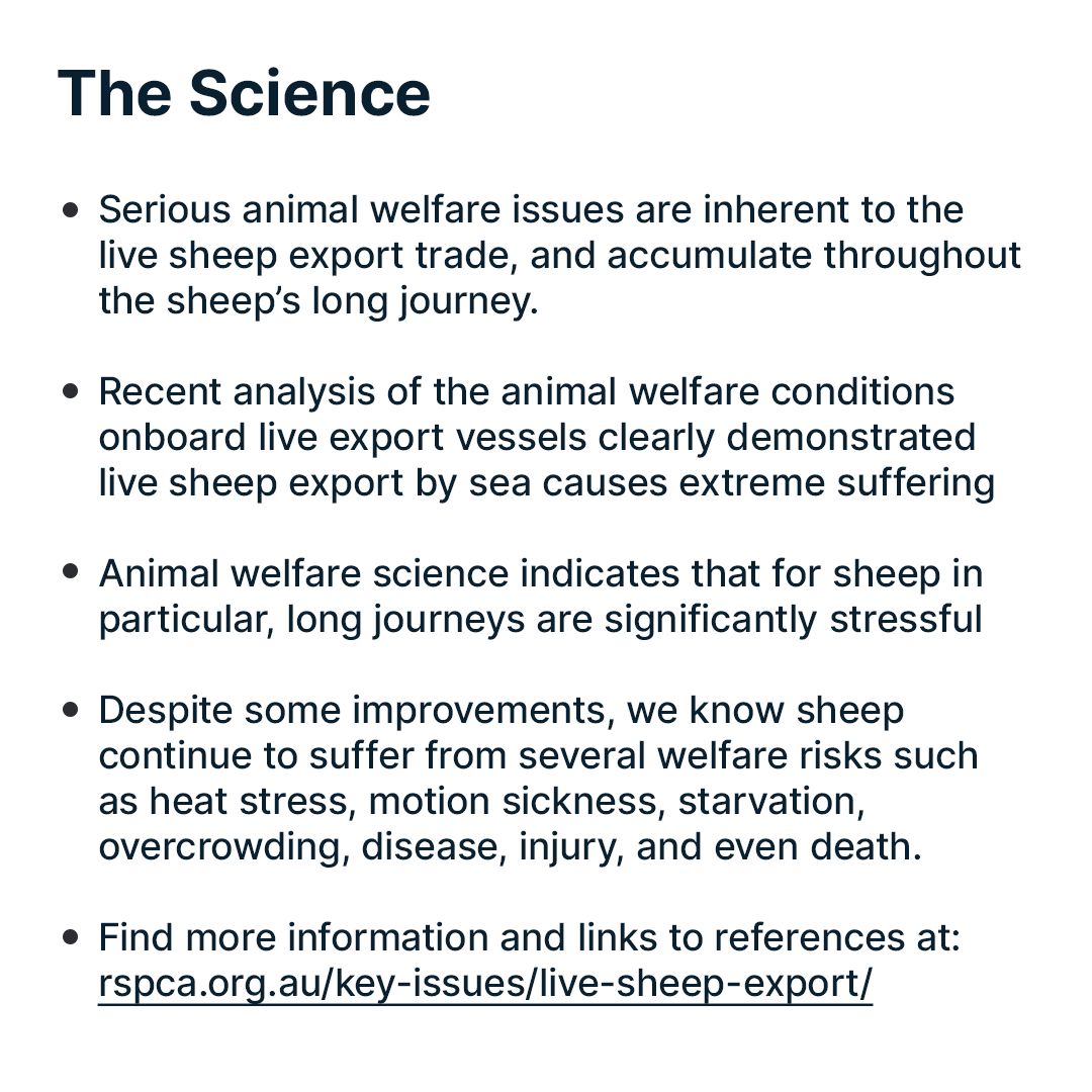 RSPCA's tweet photo. Live sheep export by sea causes extreme suffering, and this is a claim backed by contemporary animal welfare science. For more information and links to resources, visit https://t.co/Pzan2lwJgT #betterthanliveexport #endlivesheepexport #livesheepexport #rspca #sheep https://t.co/6HxhtESkmL
