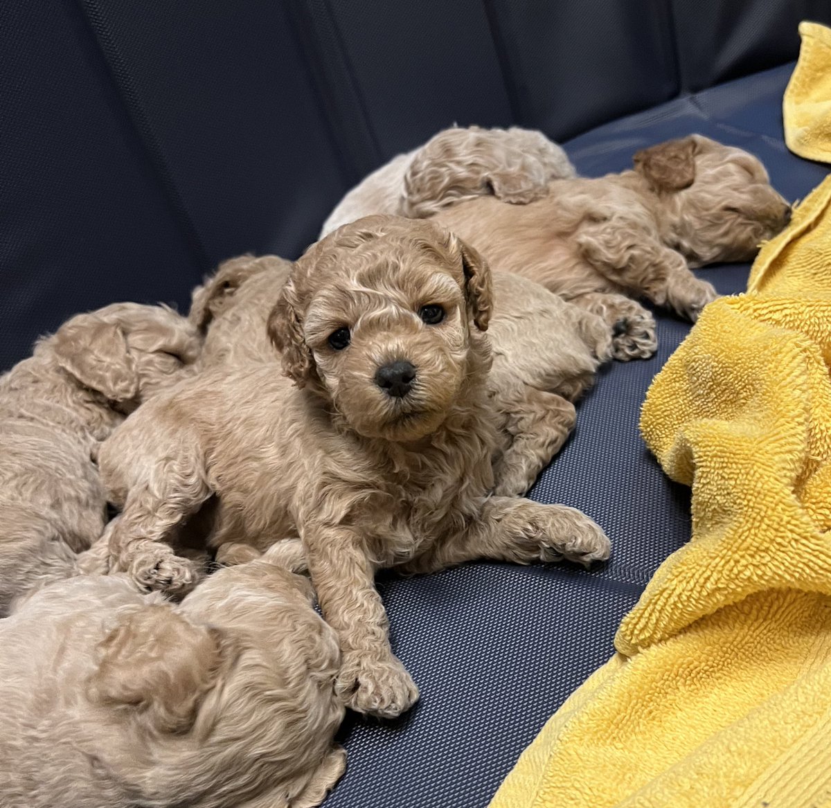 Tried to sneak up on a group nap picture yesterday, but this girl caught me and thought it was time to play. Still some available if you know anyone looking. #ChristmasCockapoos