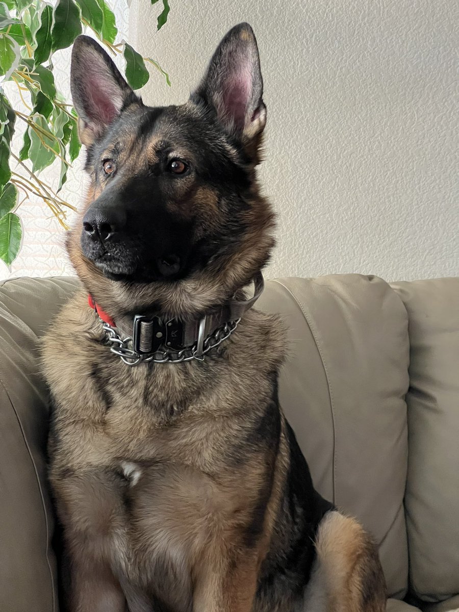 707soldier's tweet photo. @elonmusk DOGE https://t.co/85uJCWroAB