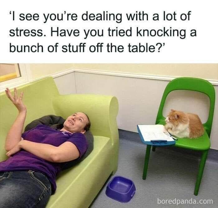 cats with jobs 🛠 (@catworkers) on Twitter photo 