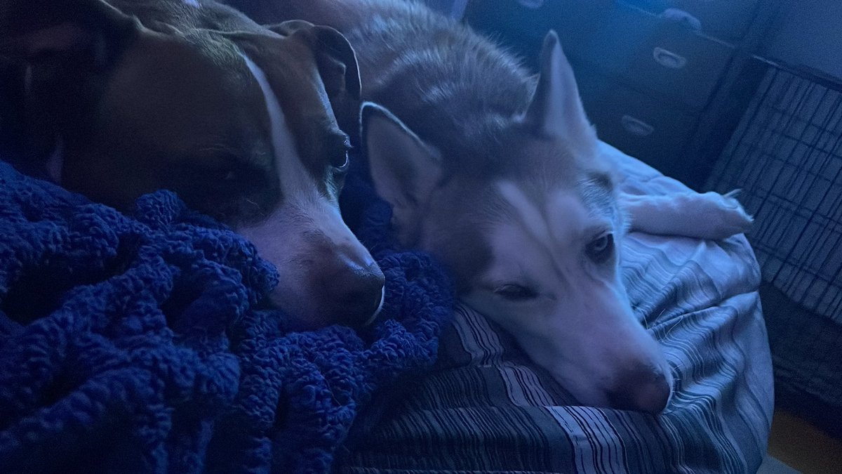 My fur babies I love them so much