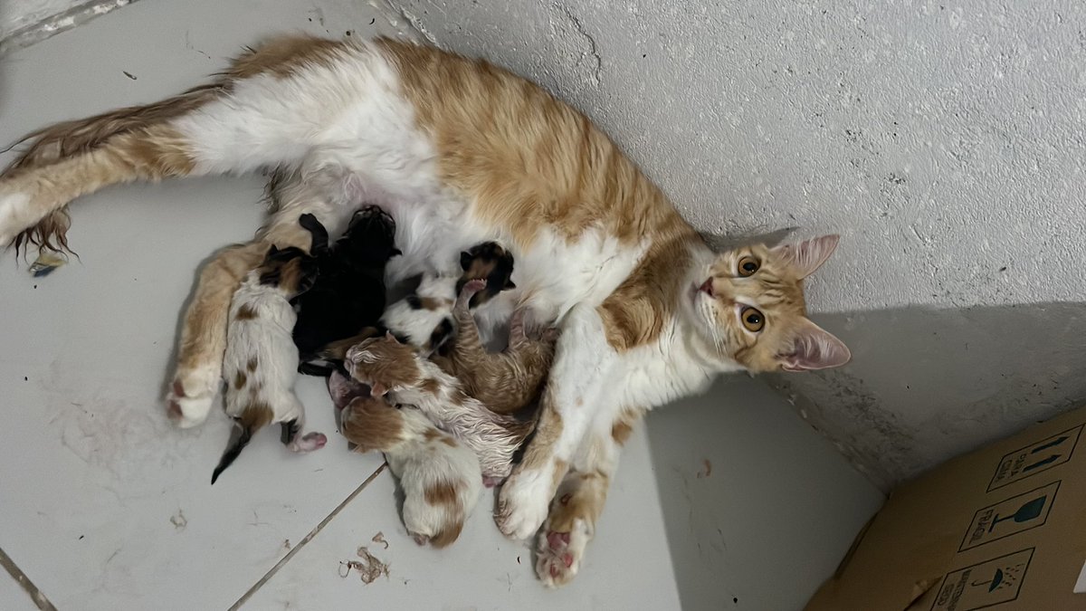 E eu que sair de manhã para trabalhar quando voltei minha gata pariu 6 filhotes