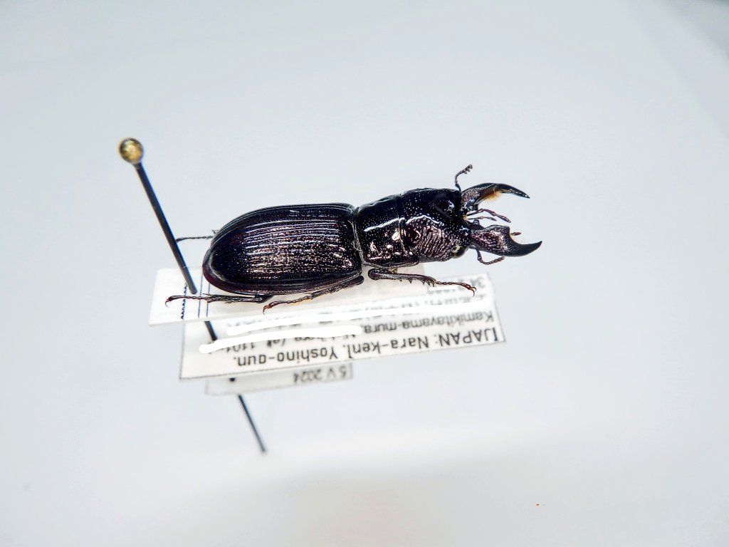 ミヤマツヤハダクワガタ ♂20.8〜20.9㎜ペア 標本 ミヤマツヤハダ