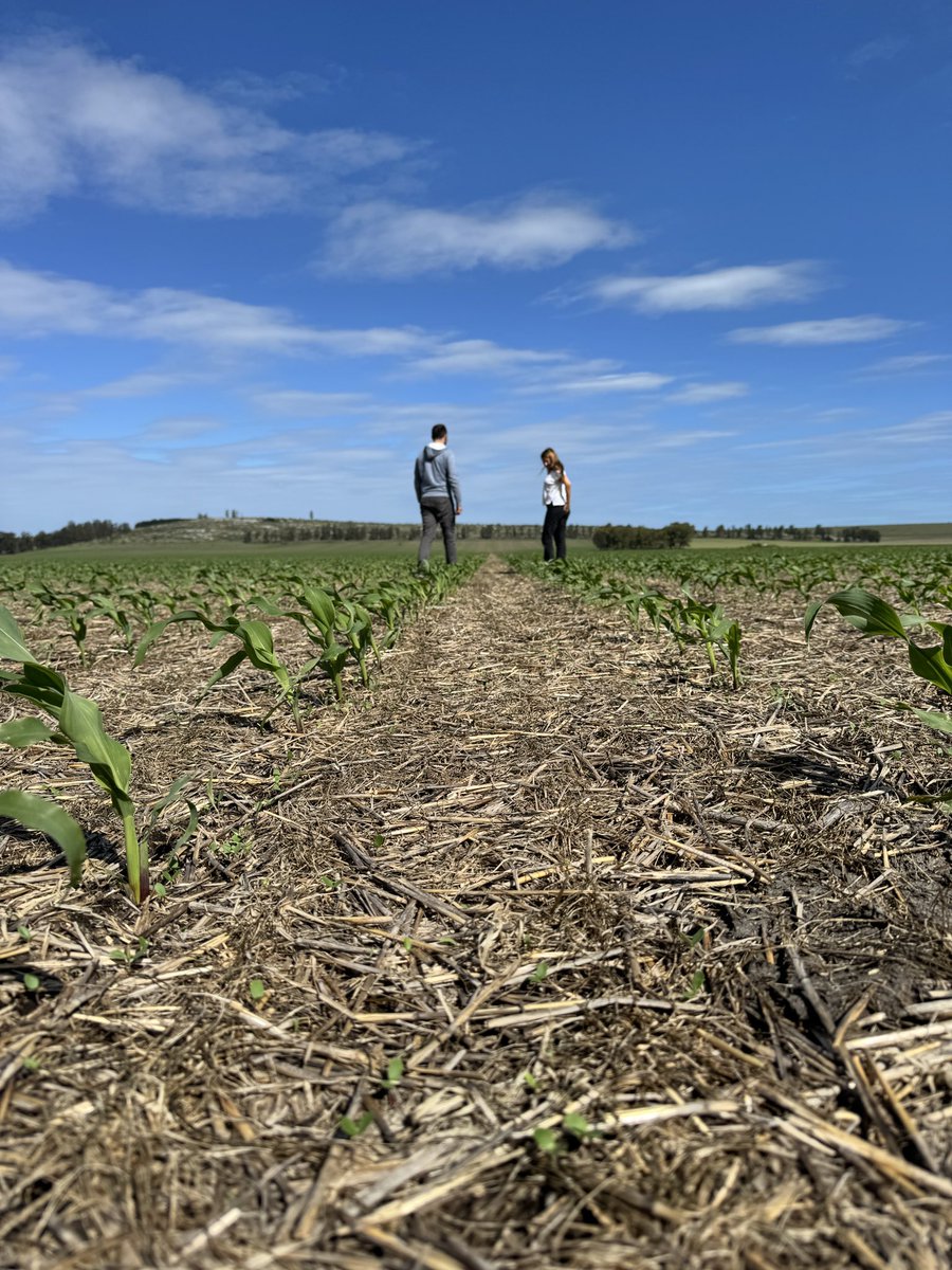 RUBISCO AGROPECUARIA SRL (@rubiscoagro) on Twitter photo 🌽 SPS 2743 VIP3 con un excelente comienzo en el sudeste de Buenos Aires. Conocé más del porfolio de maíz <a href="/SPSsemillas/">SPS Semillas</a> en 🧑💻 spssemillas.com/maiz/
📍Balcarce
#sps #semillas #maiz #rubisco 🌽 SPS 2743 VIP3 con un excelente comienzo en el sudeste de Buenos Aires. Conocé más del porfolio de maíz <a href="/SPSsemillas/">SPS Semillas</a> en 🧑💻 spssemillas.com/maiz/
📍Balcarce
#sps #semillas #maiz #rubisco