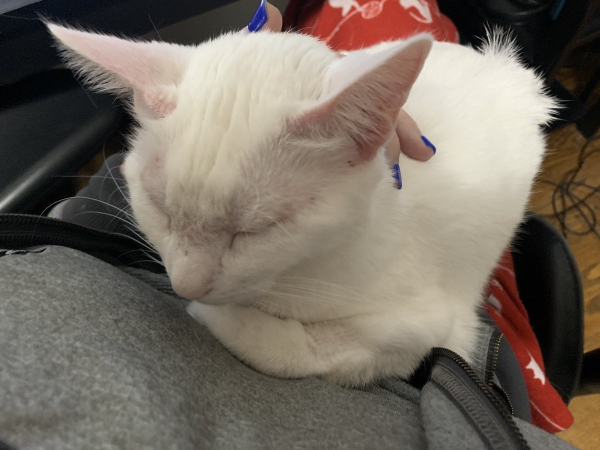 Osu16Bit's tweet image. Sleepy 😴 💕