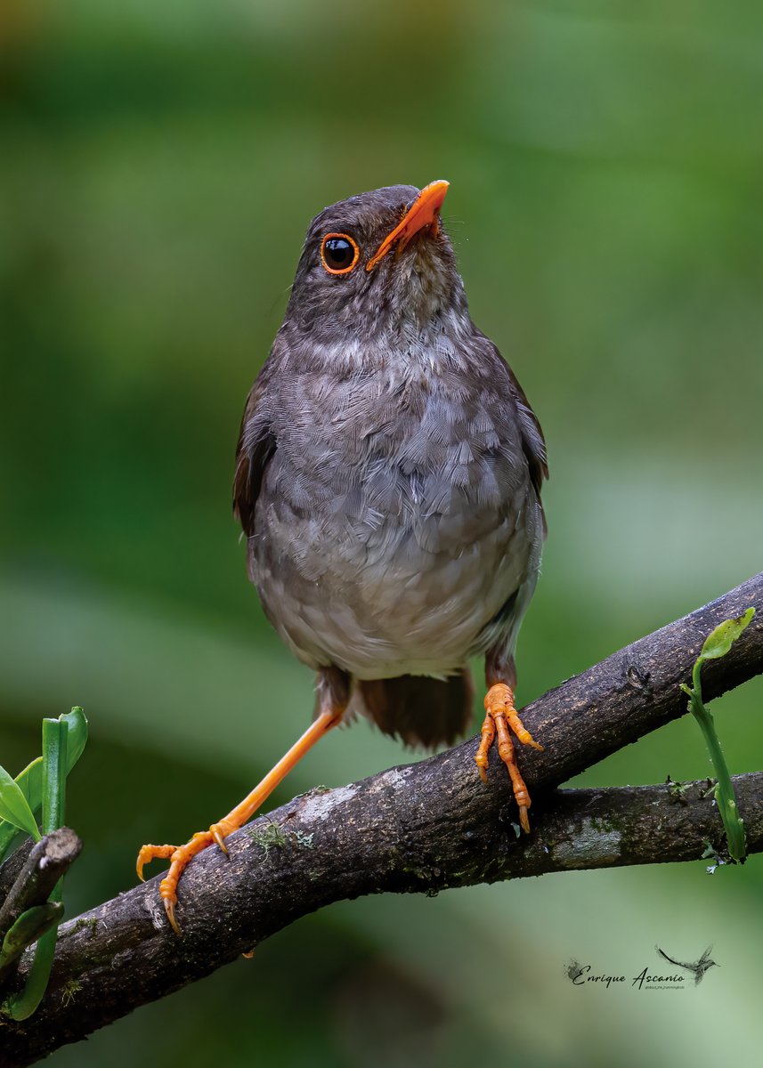 AHummingbirds's tweet photo. Aunque es muy raro verla, la escuchas en lo profundo del bosque, pero cosas de la vida una pareja decidió hacer su nido muy cerca de mi casa, llevan desde el comedero alimento para sus crías.
Orange-billed Nightingale-Thrush - Catharus aurantiirostris https://t.co/CBEwMwazLz